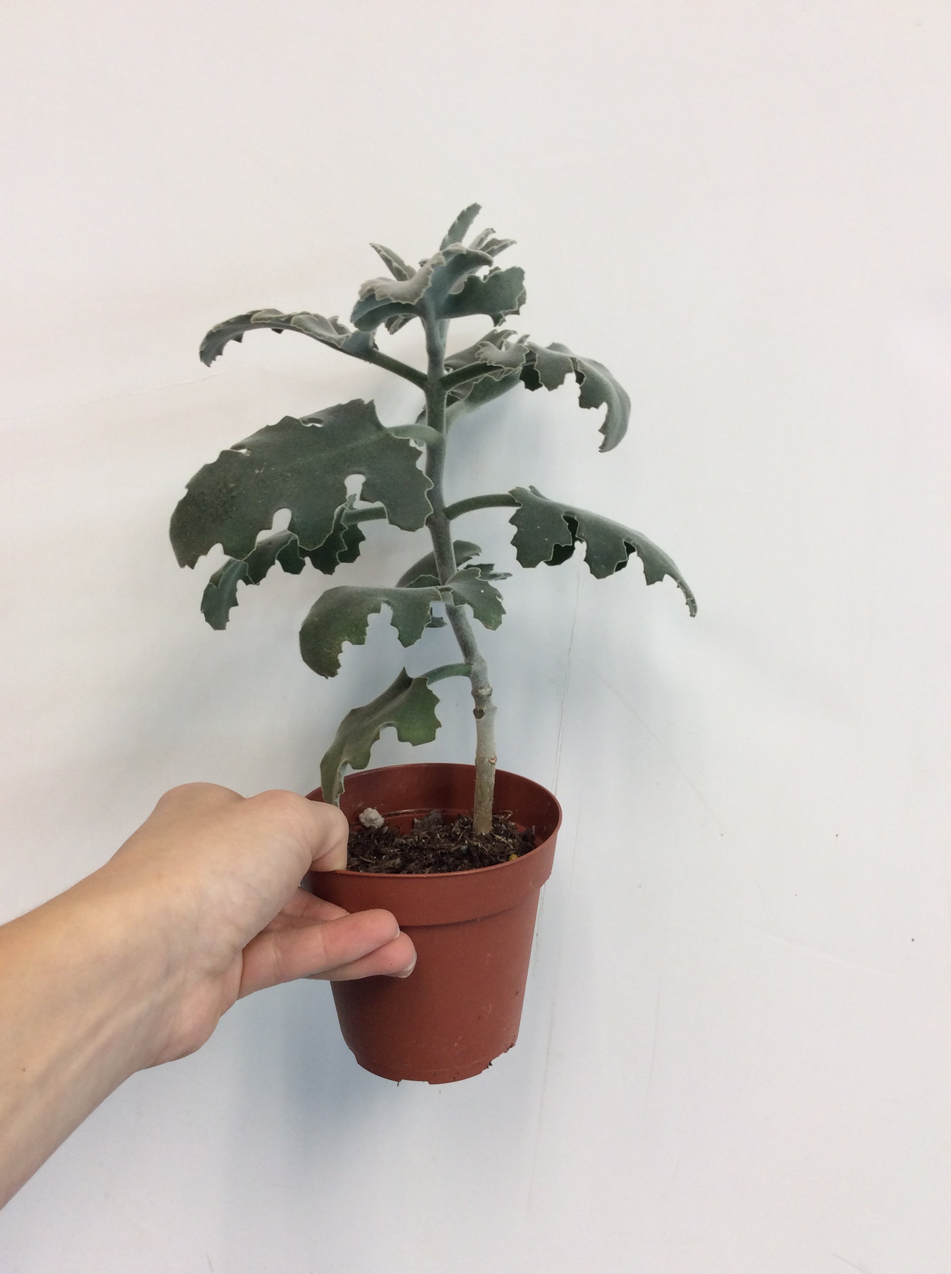 Kalanchoe beharensis