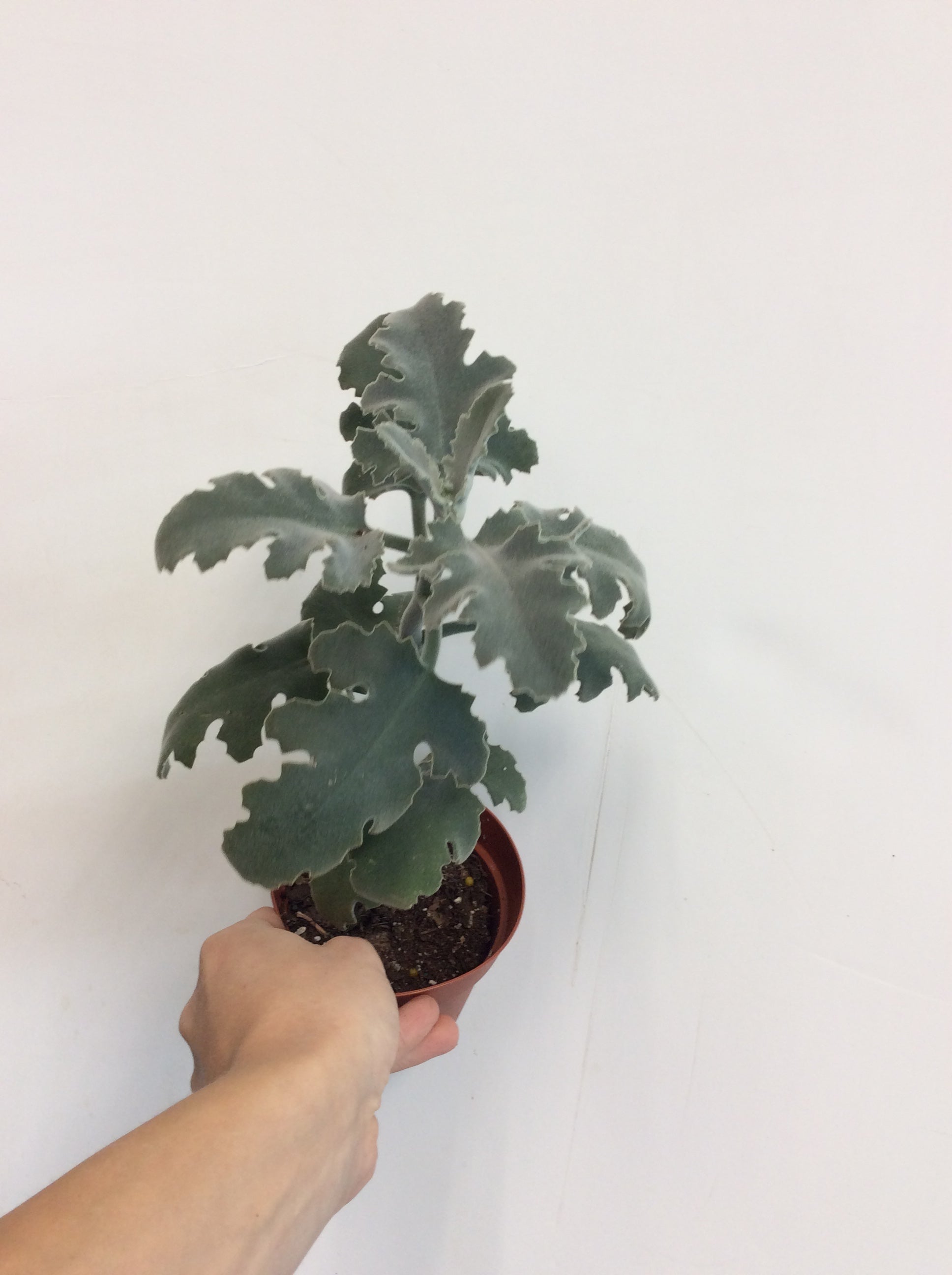 Kalanchoe beharensis