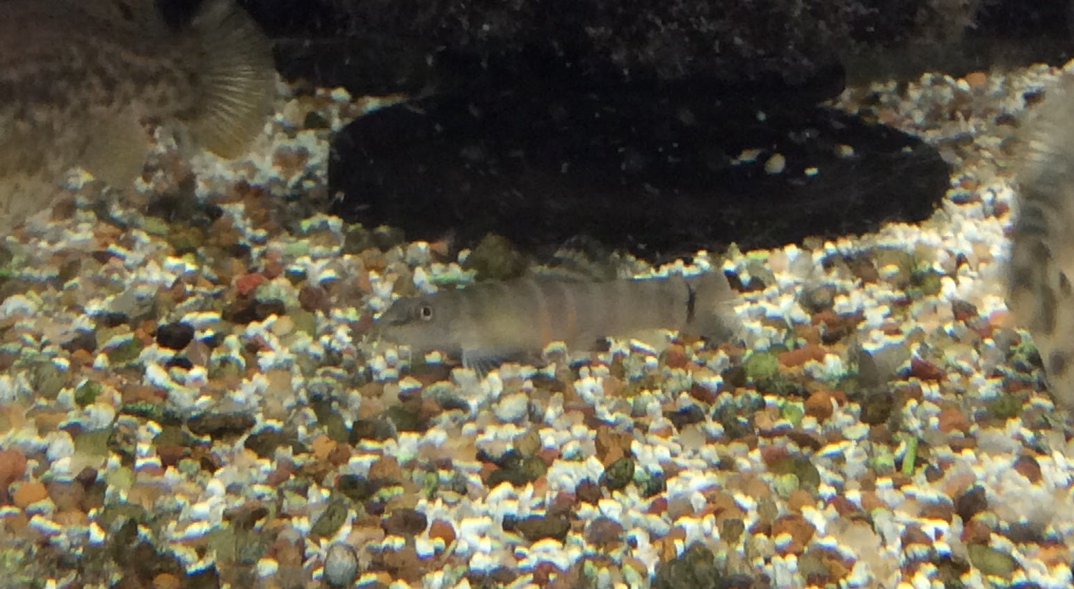 Loches sumo à trois bandes