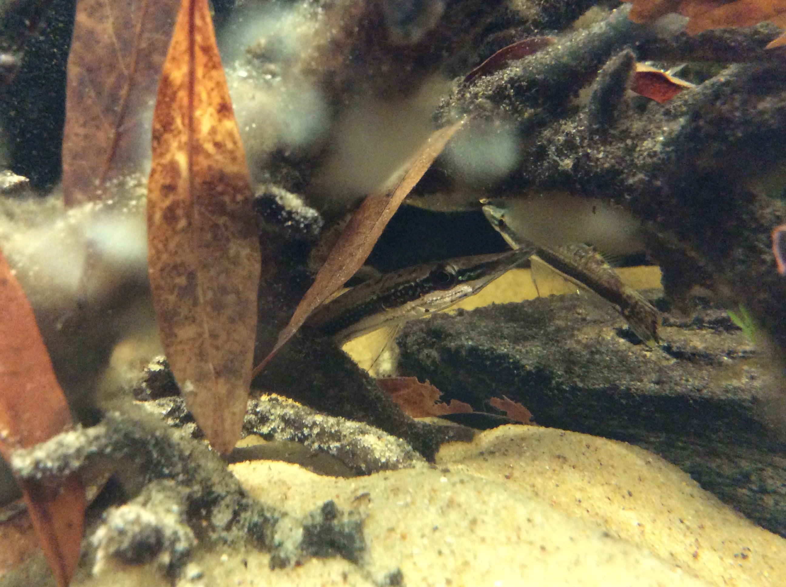 Gourami à tête de brochet à la menthe poivrée