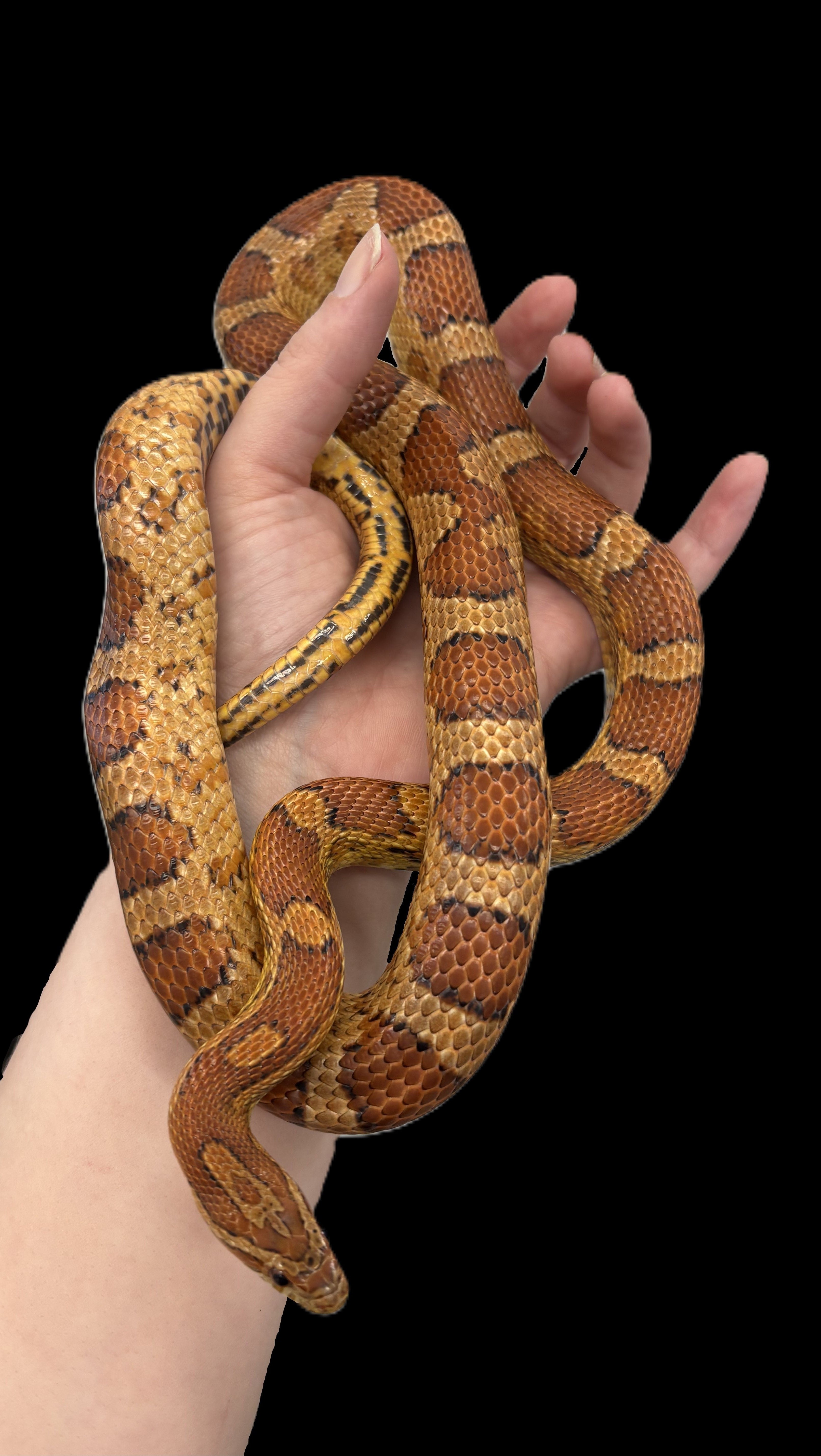 Corn Snake (Normal 100% het. Anery 66% het. Amel)