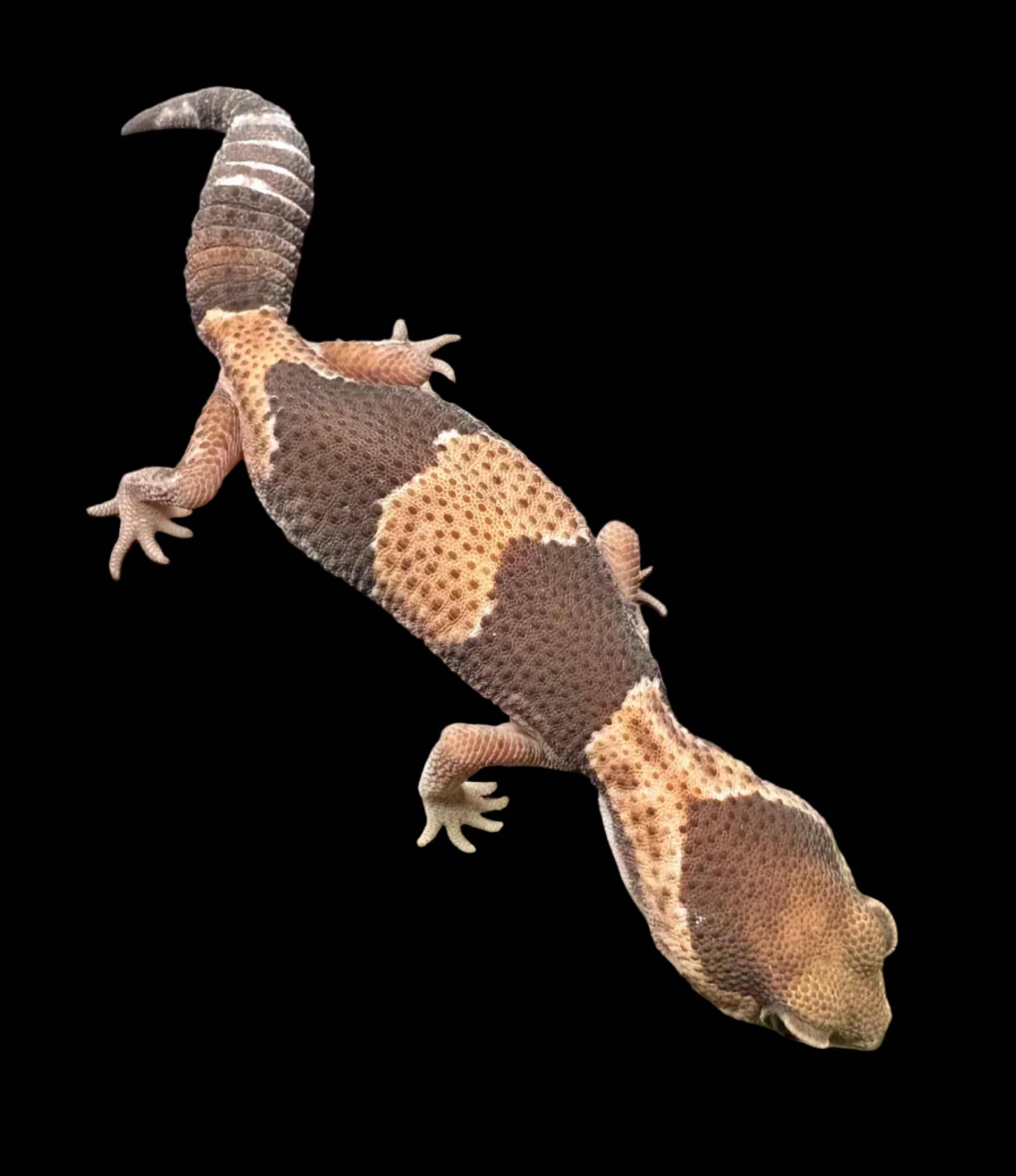 African Fat-tailed Gecko (Normal het. Oreo Zulu Patternless)