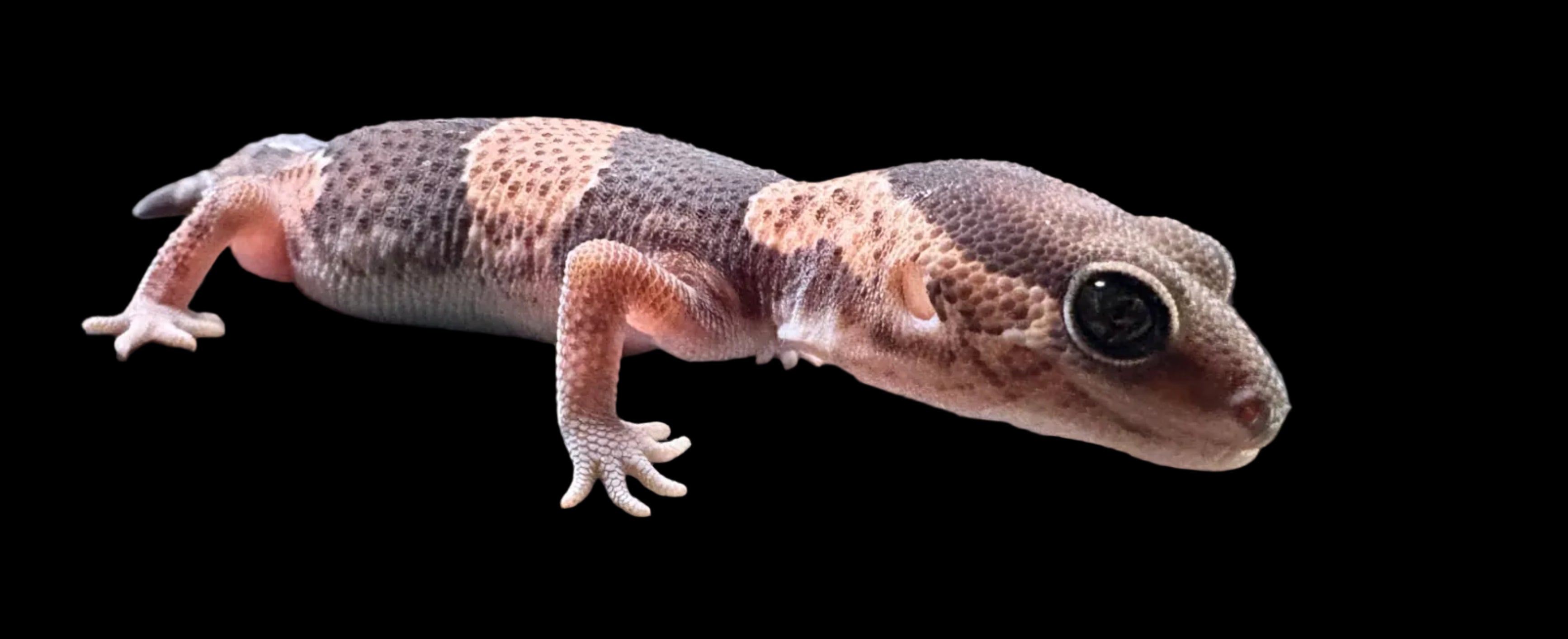 African Fat-tailed Gecko (Normal het. Oreo Zulu Patternless)