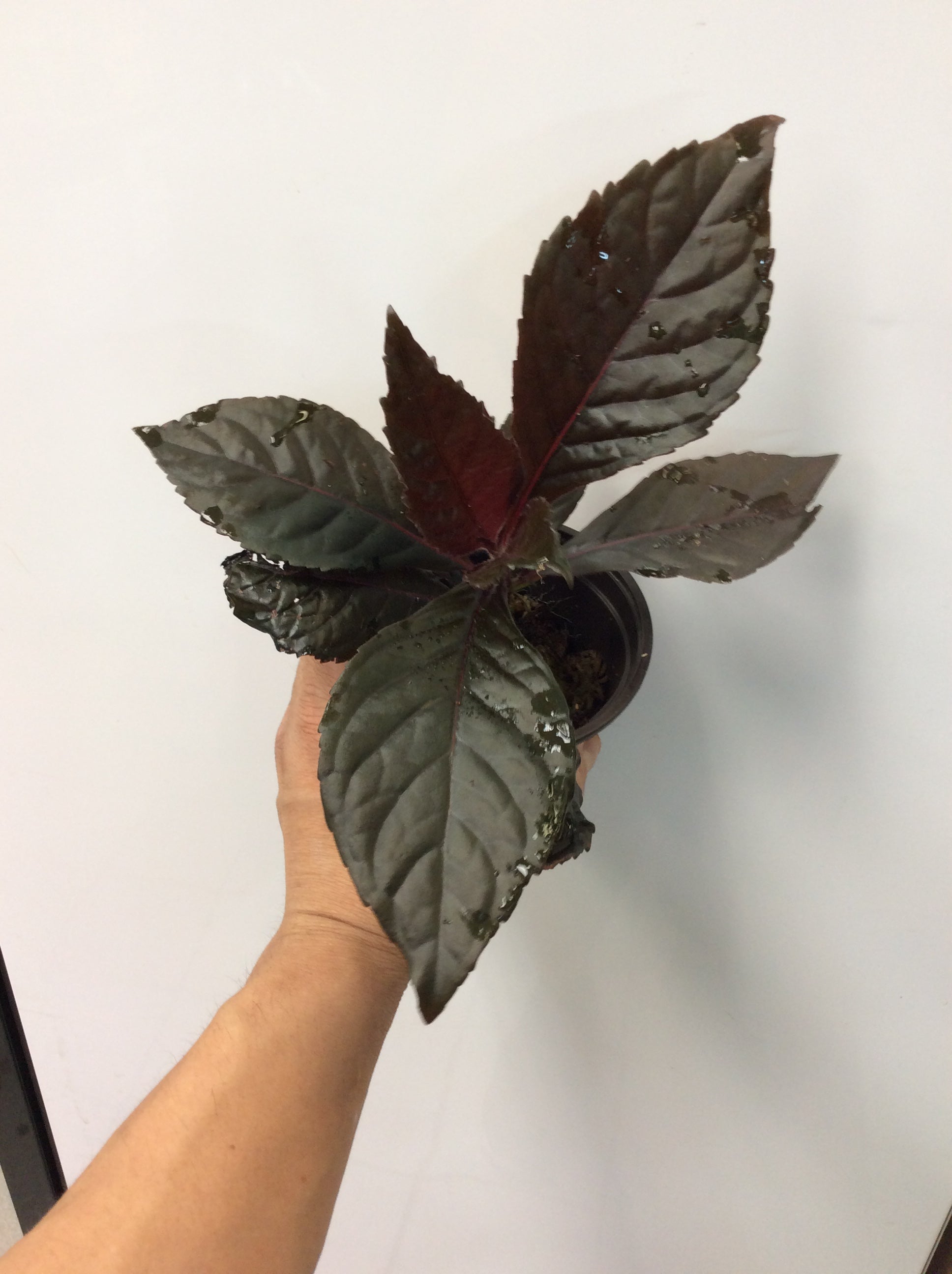 Nautilocalyx pallidus