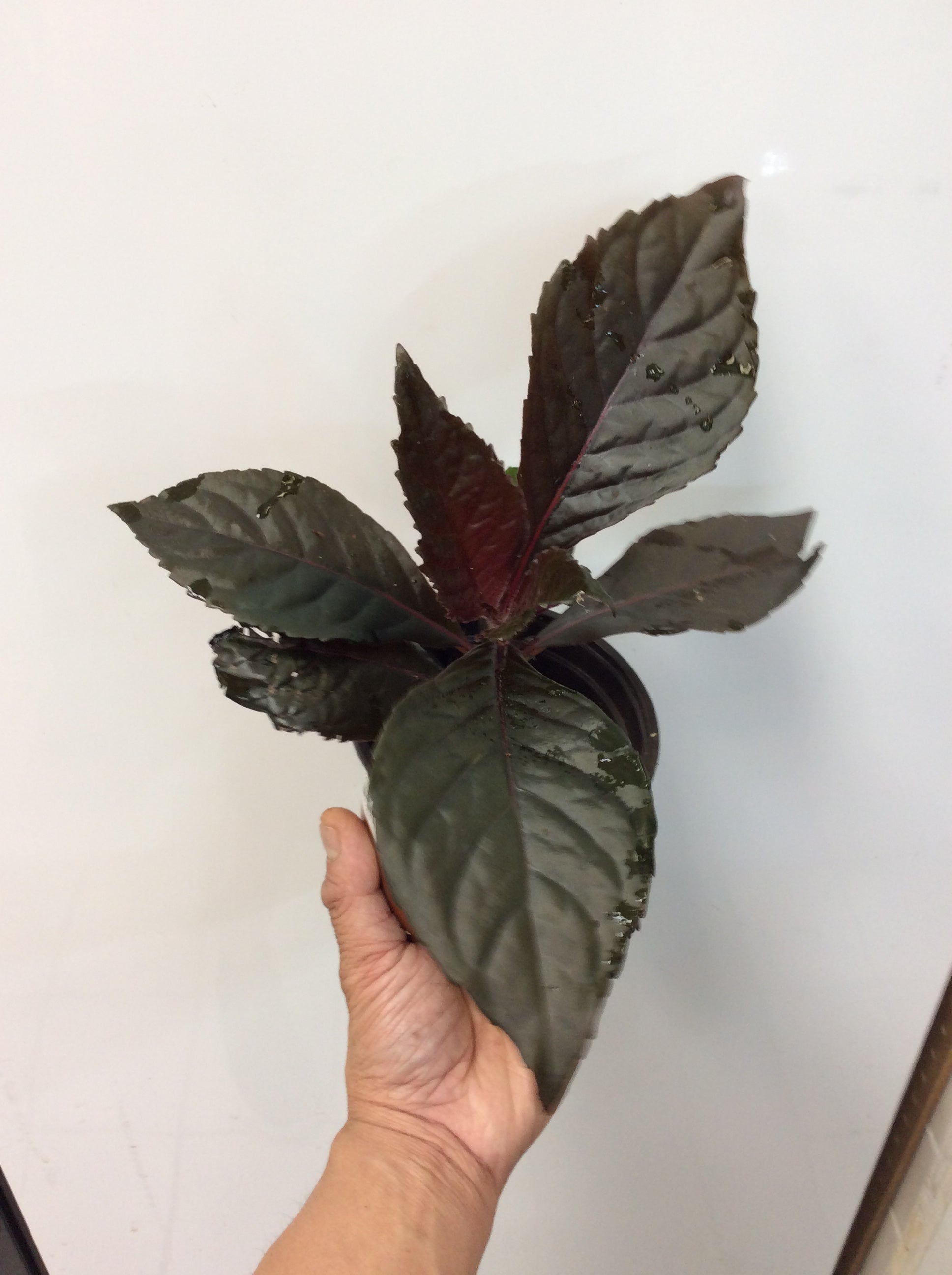 Nautilocalyx pallidus