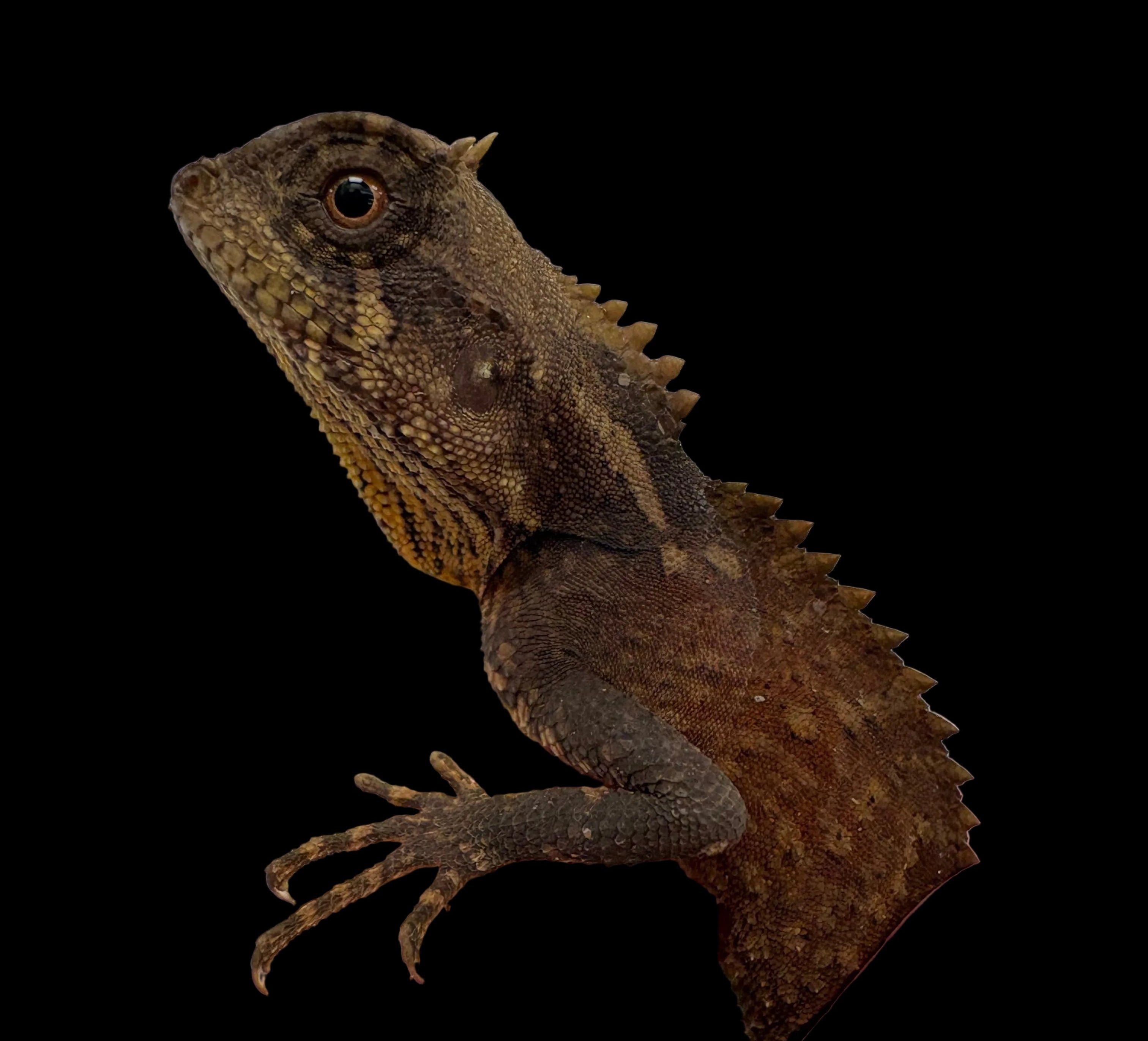Natalia's Mountain Horned Dragon (Acanthosaura nataliae)