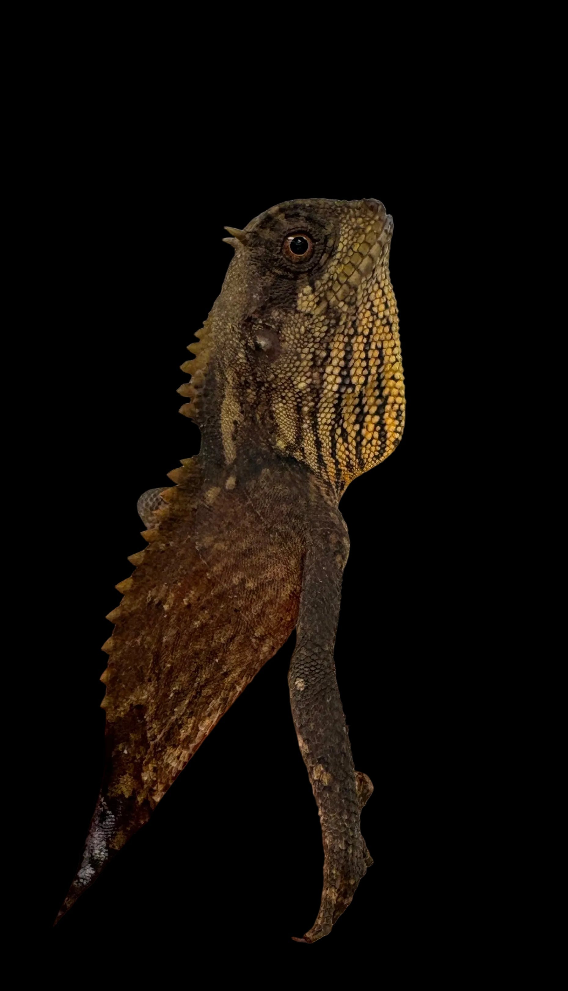 Natalia's Mountain Horned Dragon (Acanthosaura nataliae)