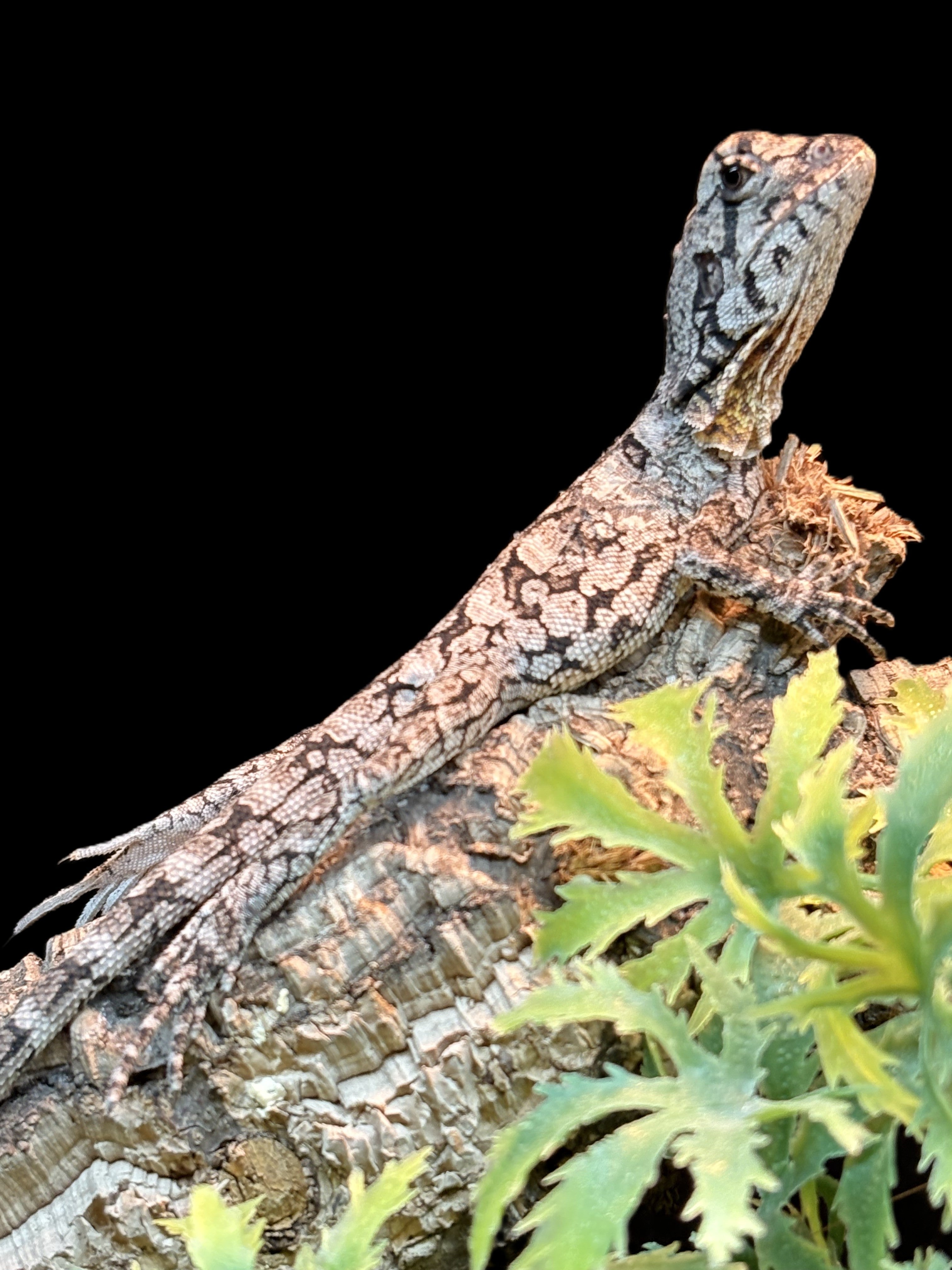 Australian Frilled Dragon