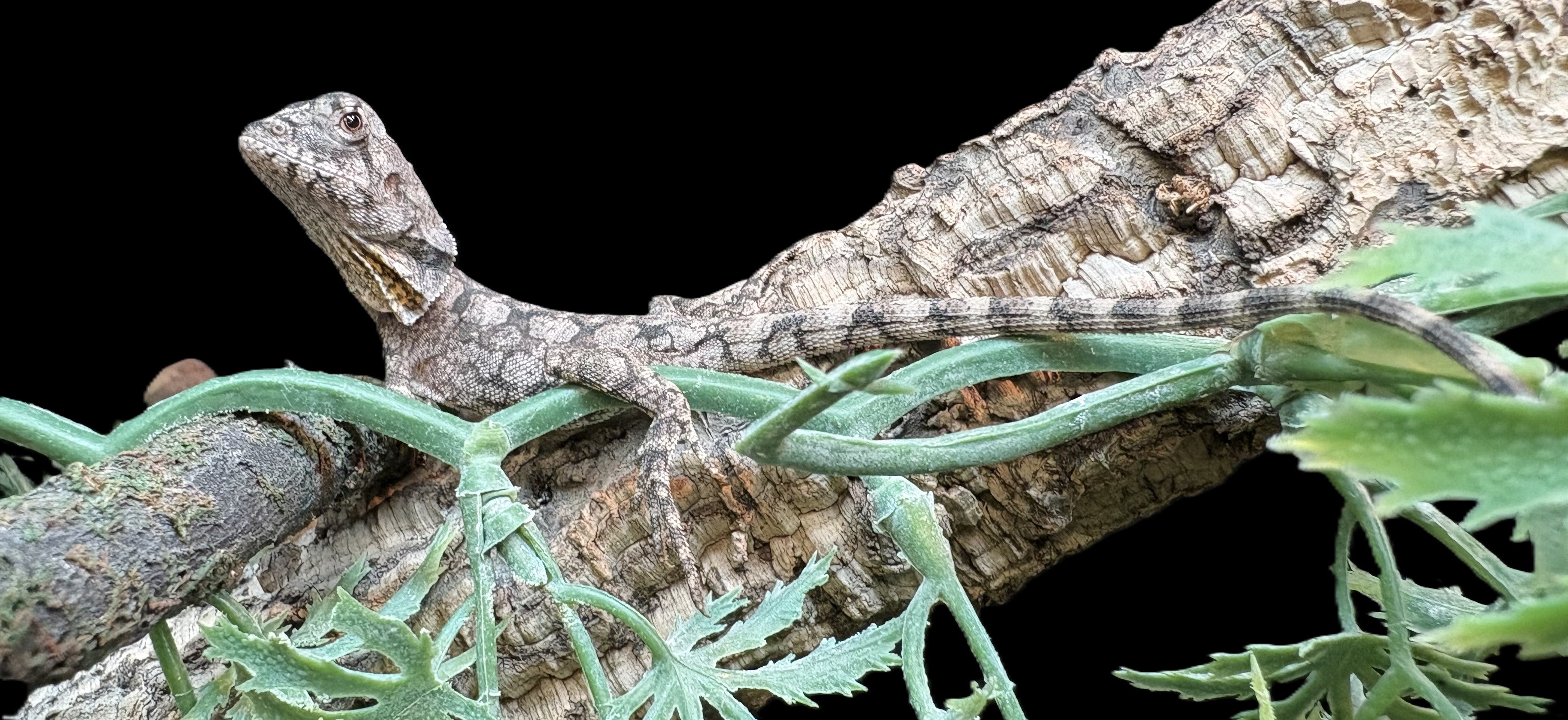 Australian Frilled Dragon