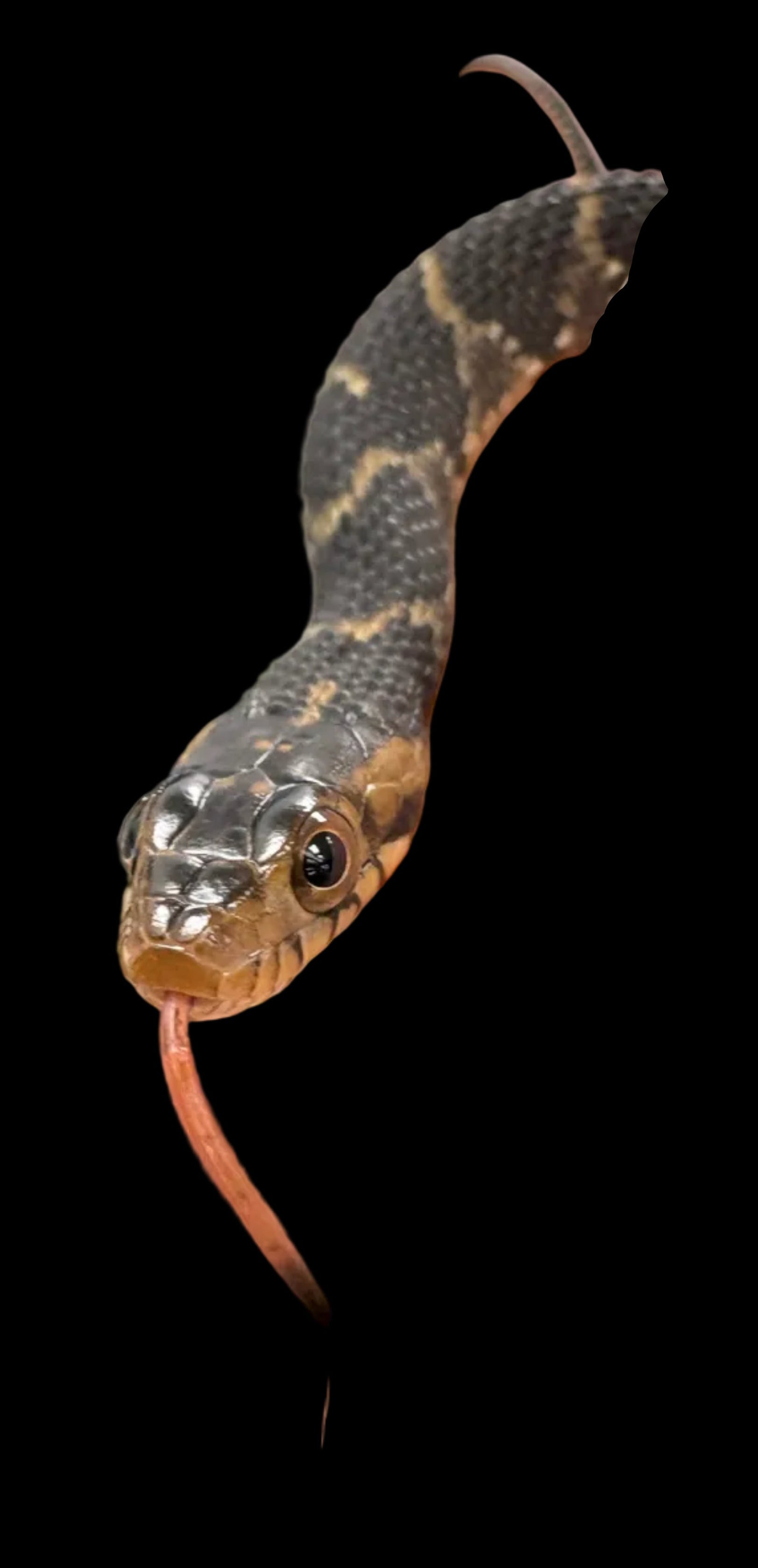 Banded Water Snake (Nerodia fasciata)