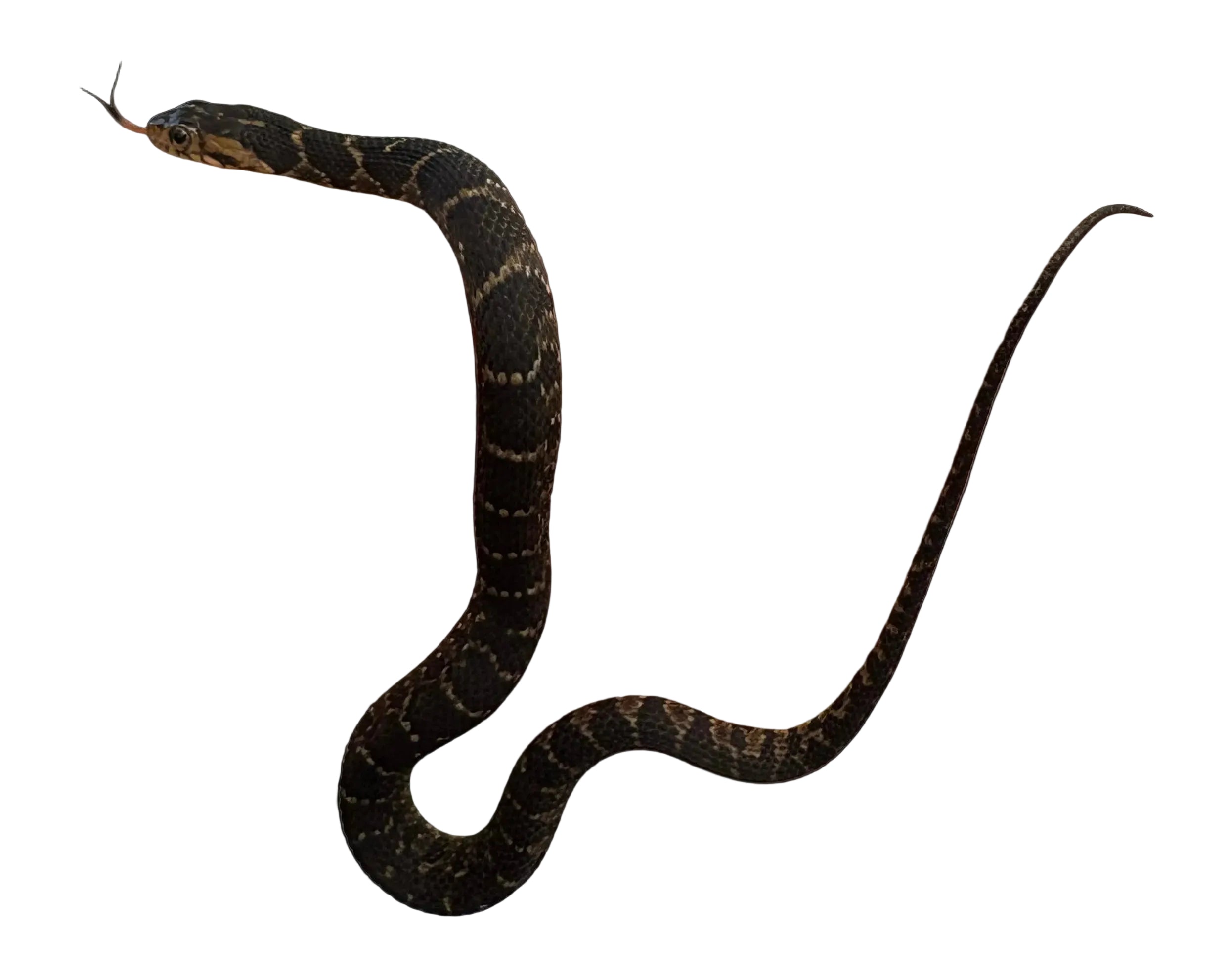 Banded Water Snake (Nerodia fasciata)