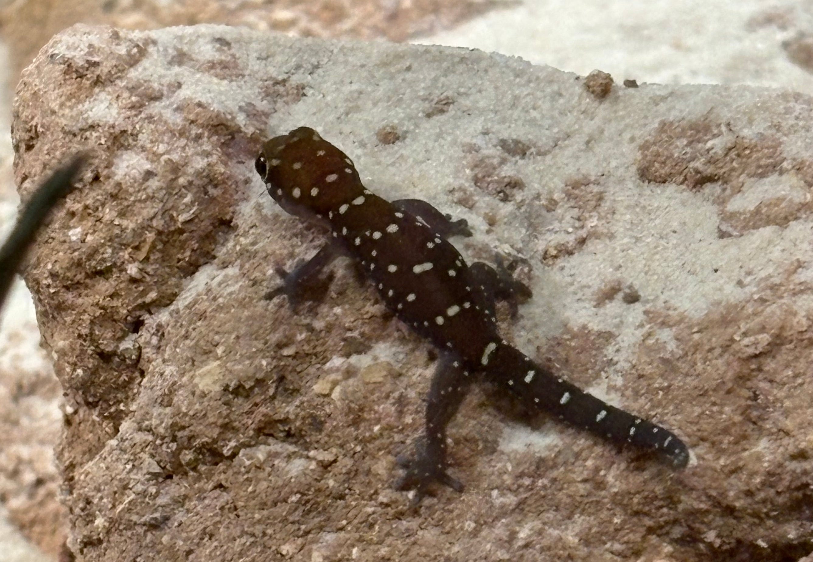 Tiger Thick-toed Gecko (Pachydactylus tigrinus)