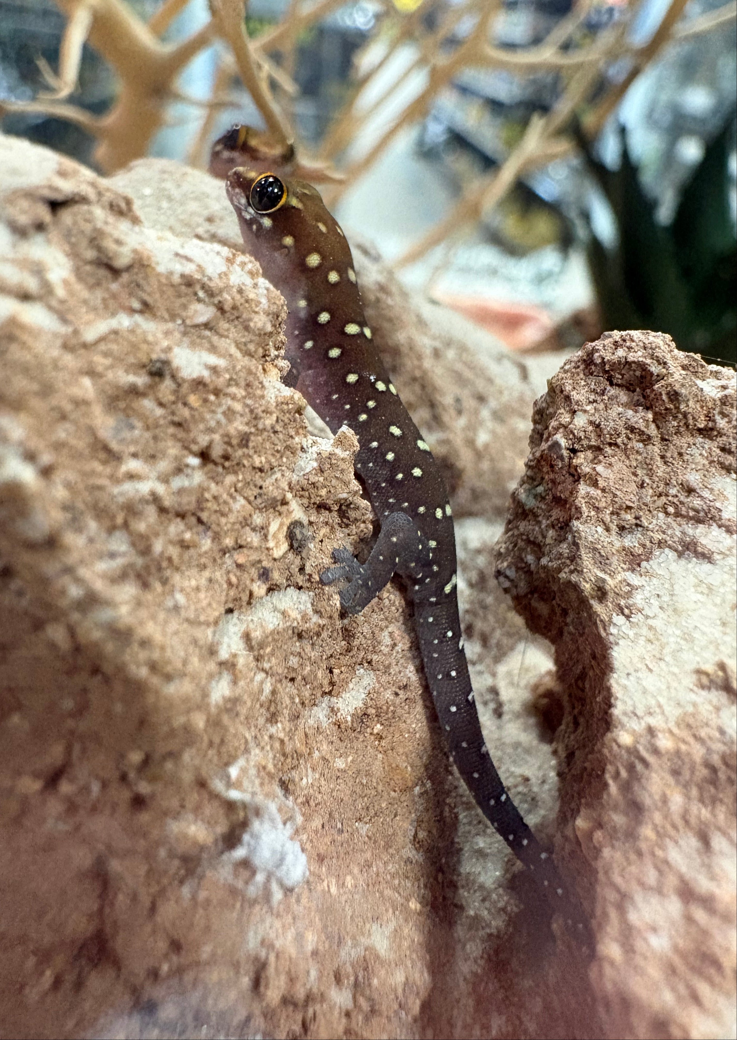 Tiger Thick-toed Gecko (Pachydactylus tigrinus)
