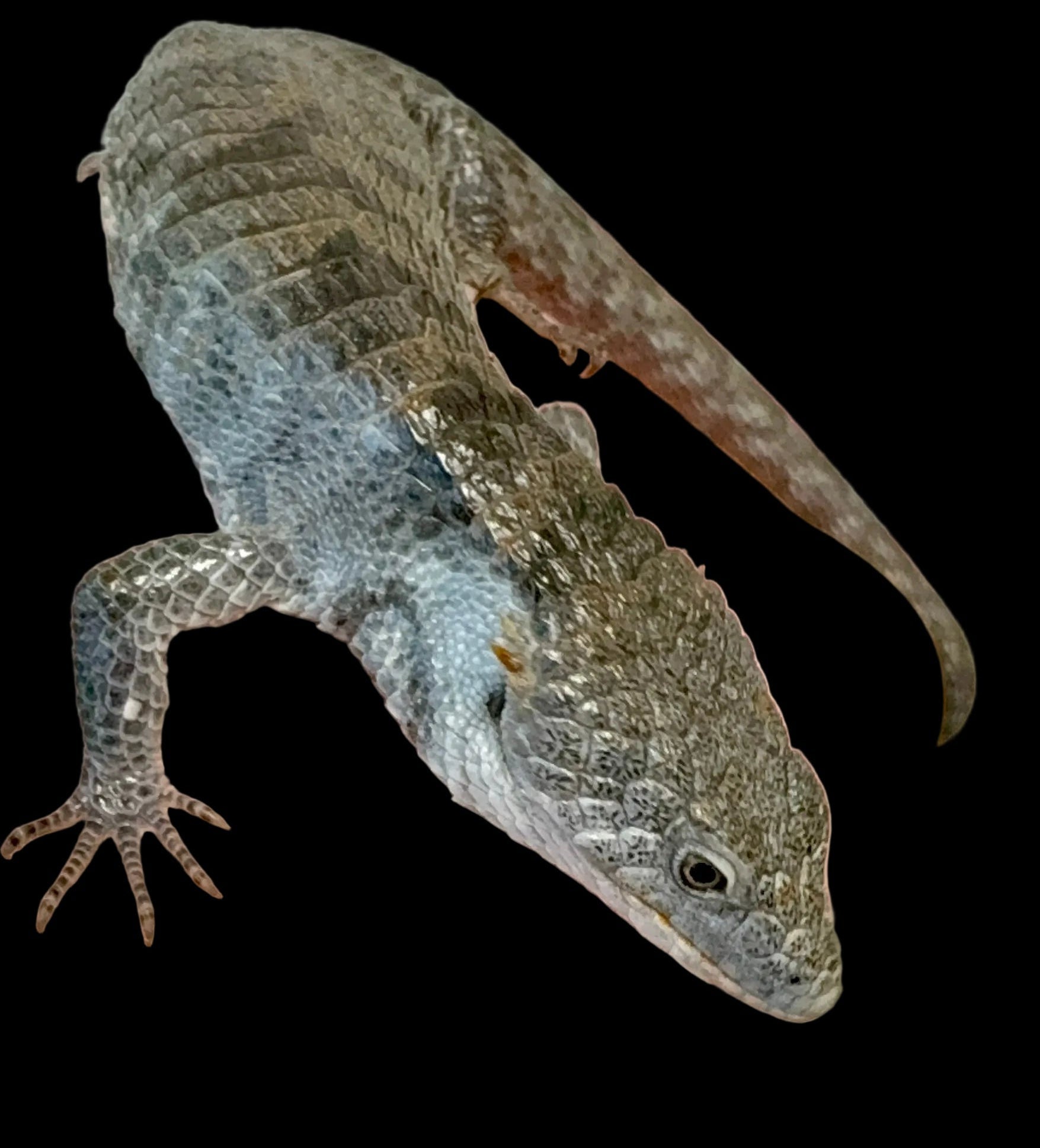 Dragon cornu des montagnes