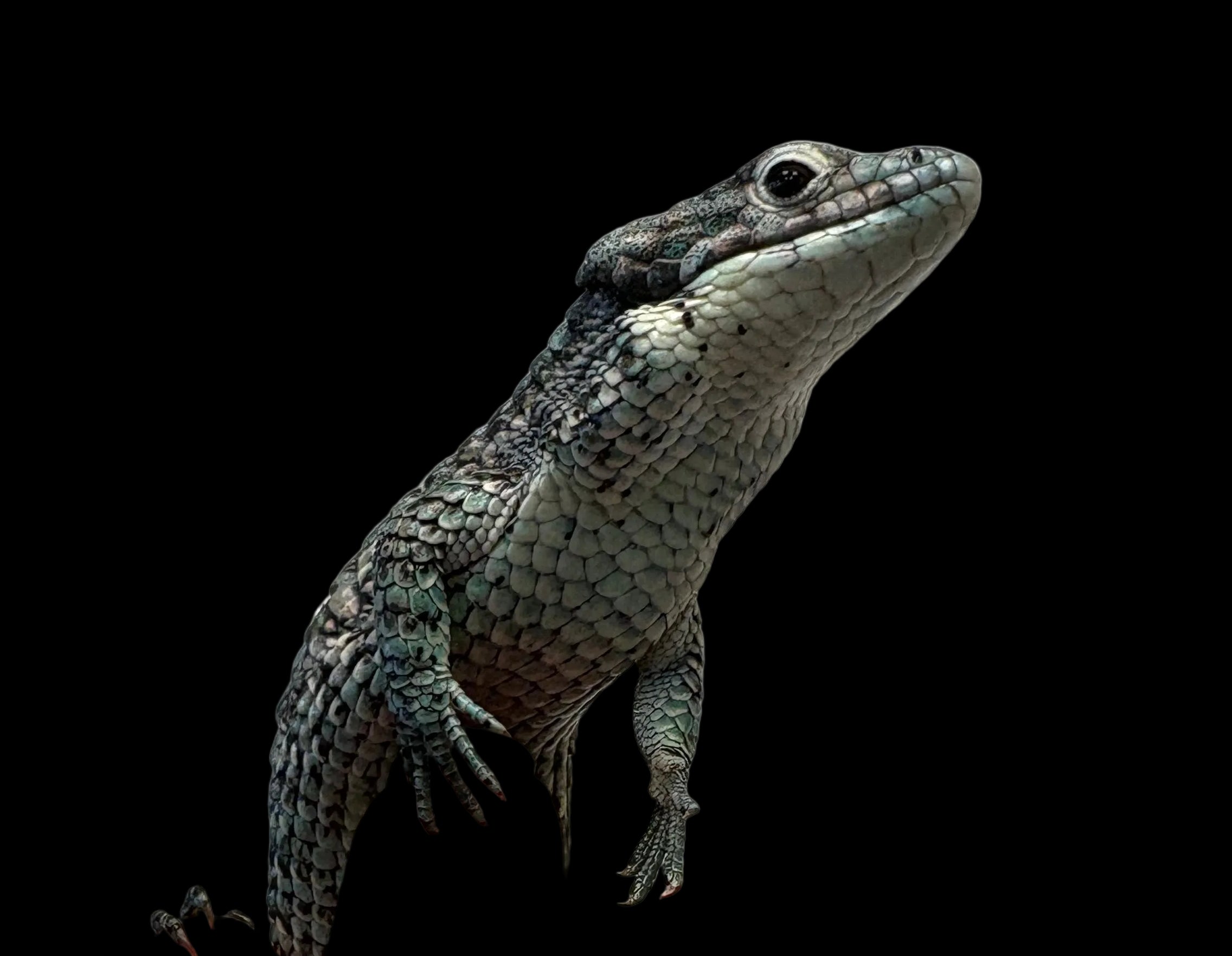 Dragon cornu des montagnes