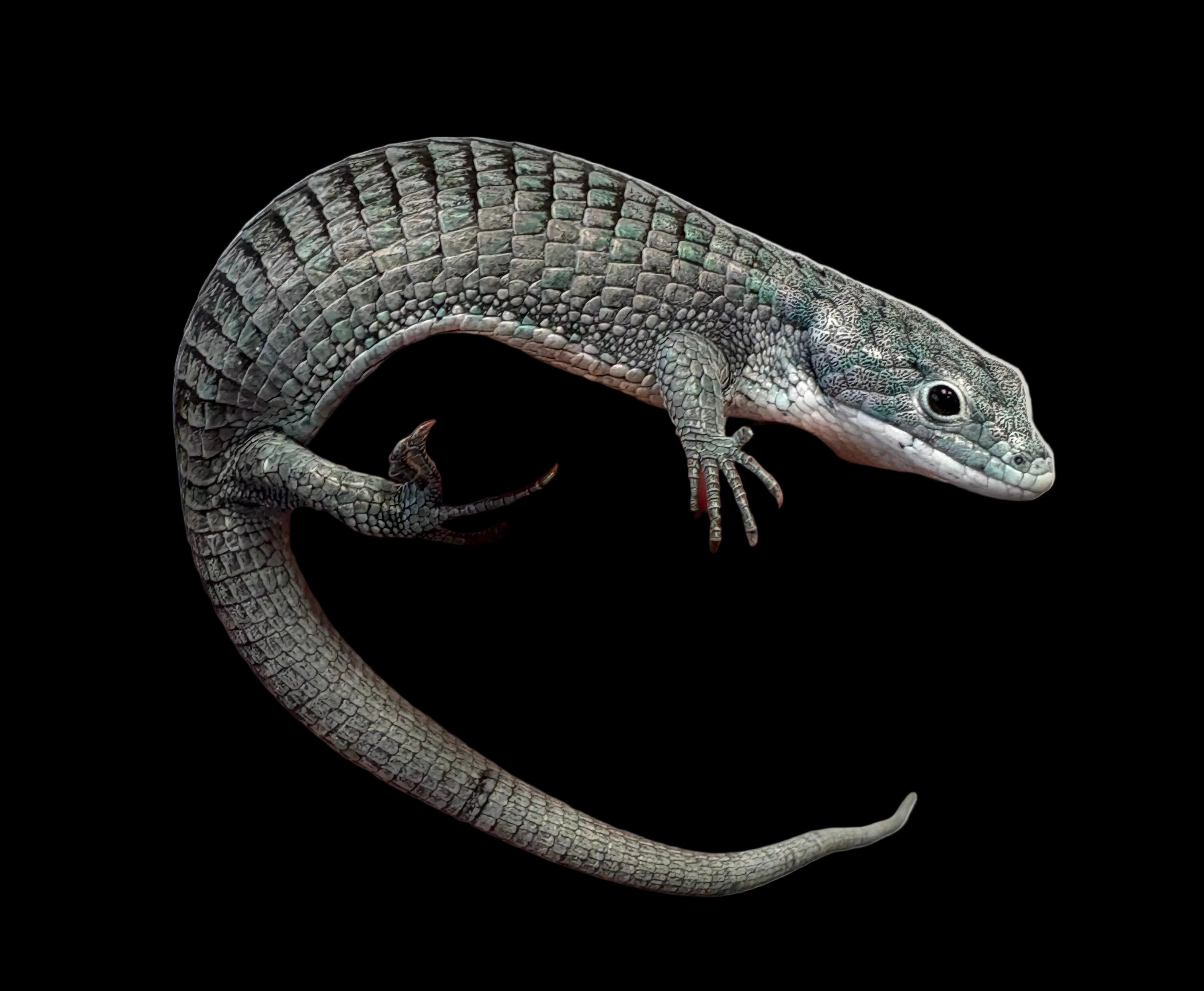 Dragon cornu des montagnes