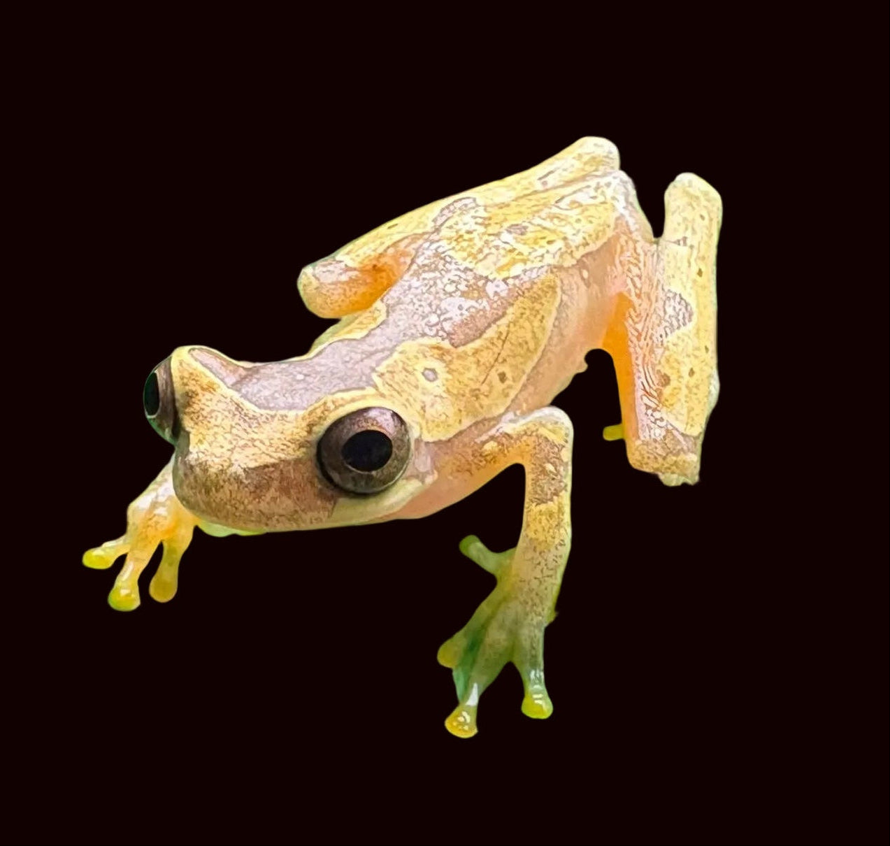 Hourglass Tree Frog (Dendrosophus ebraccatus)