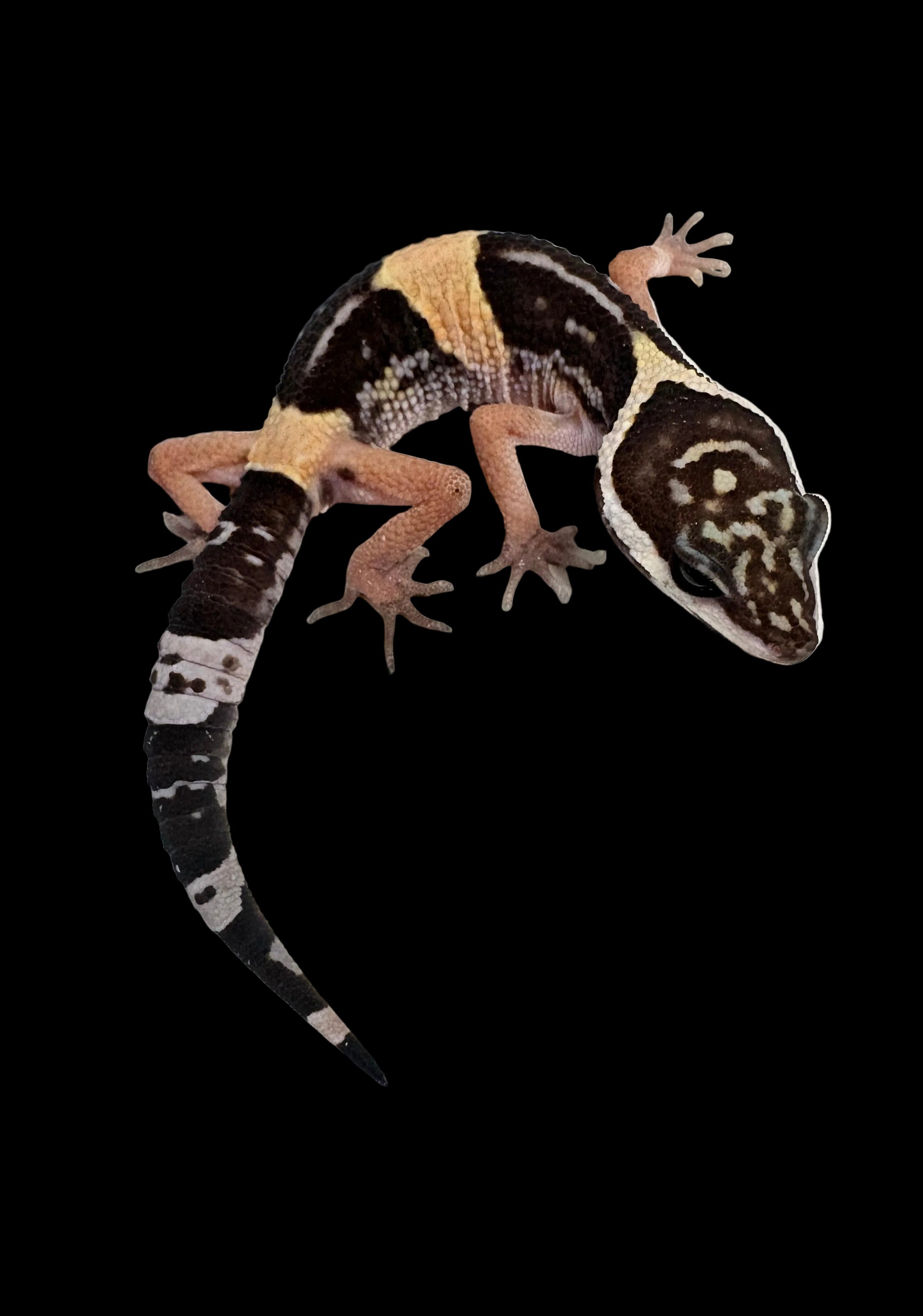 East Indian Leopard Gecko (Eublepharis hardwickii)