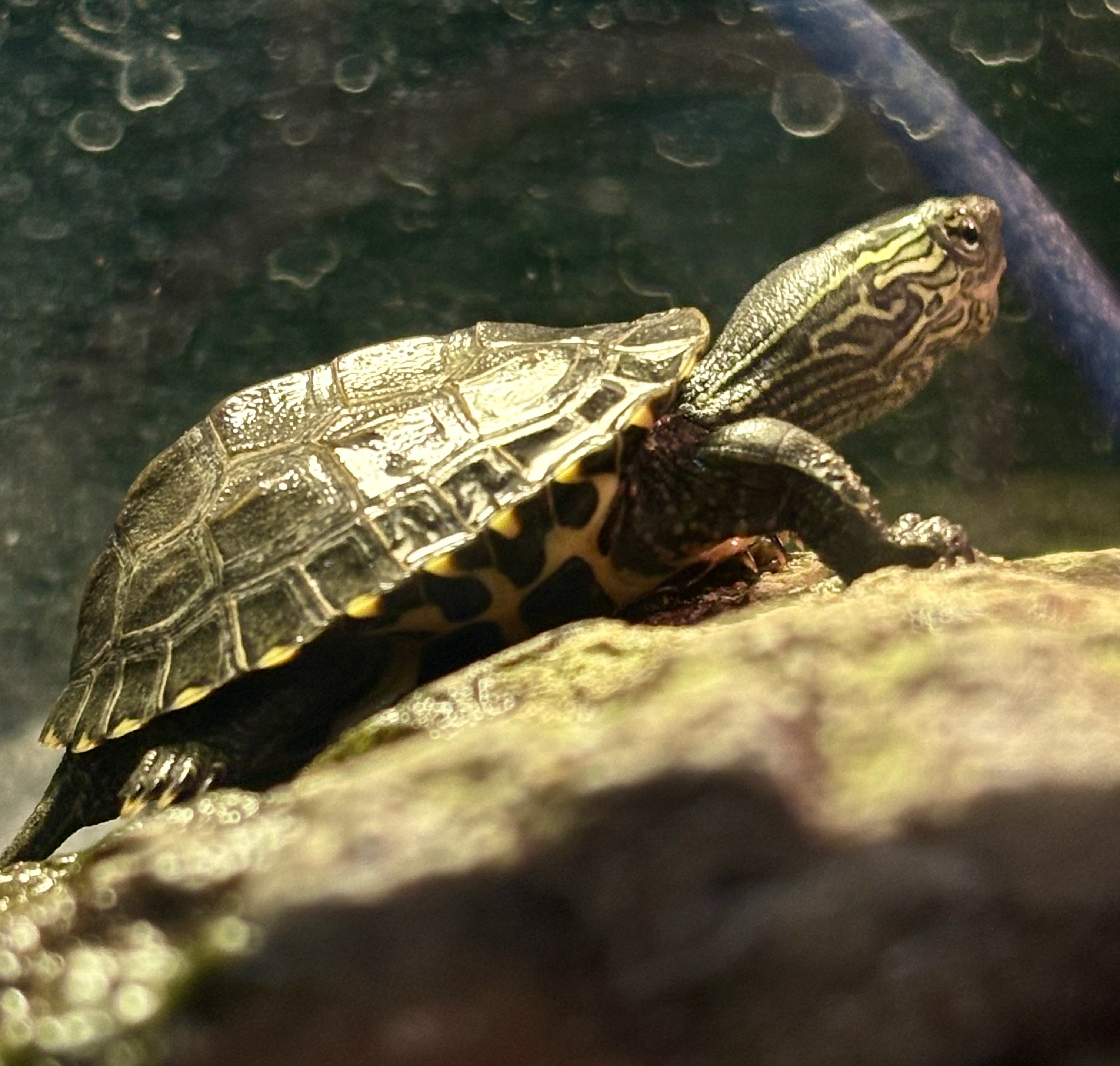 Tortue de boue à joues rouges