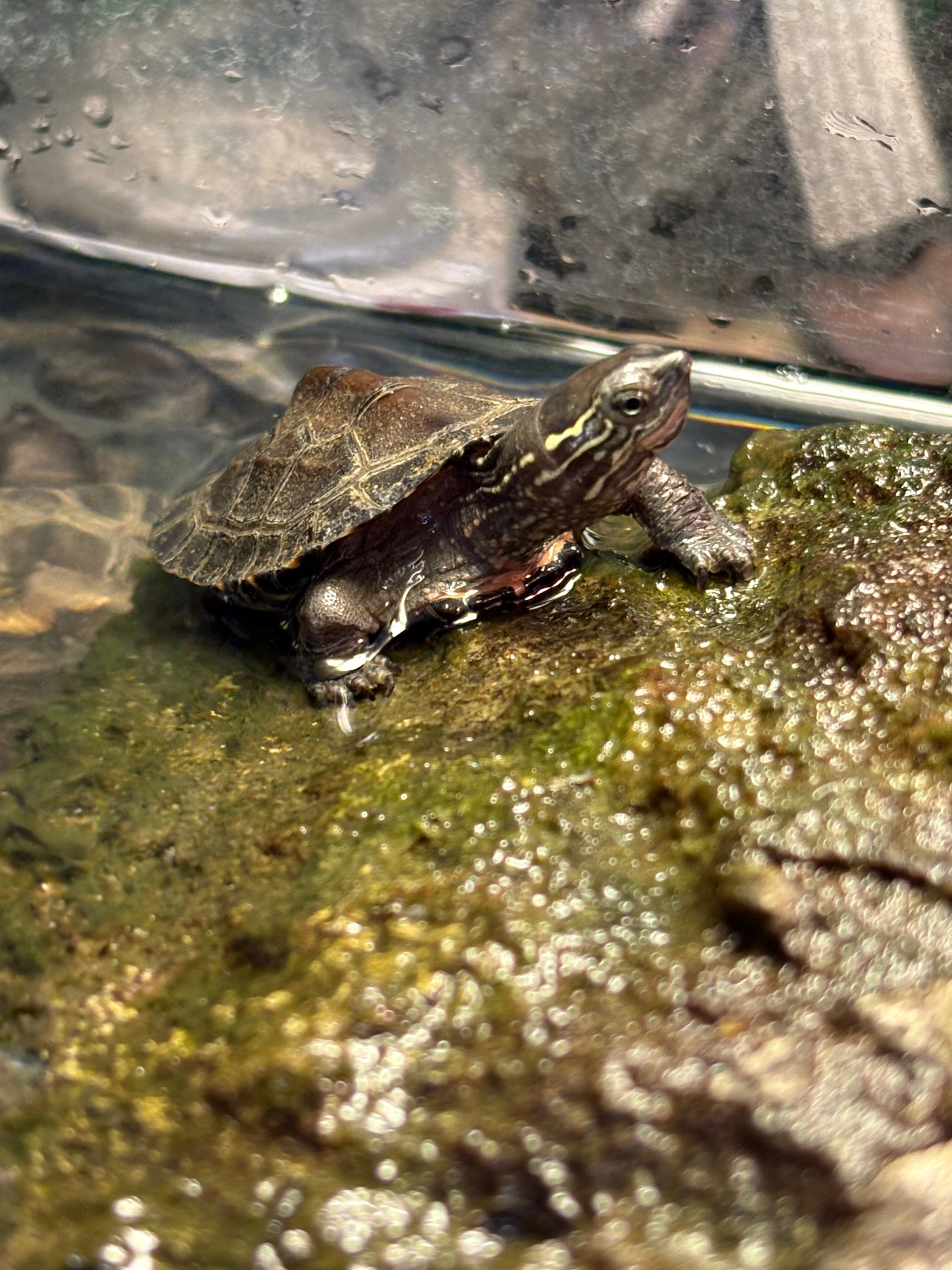 Tortue de boue à joues rouges