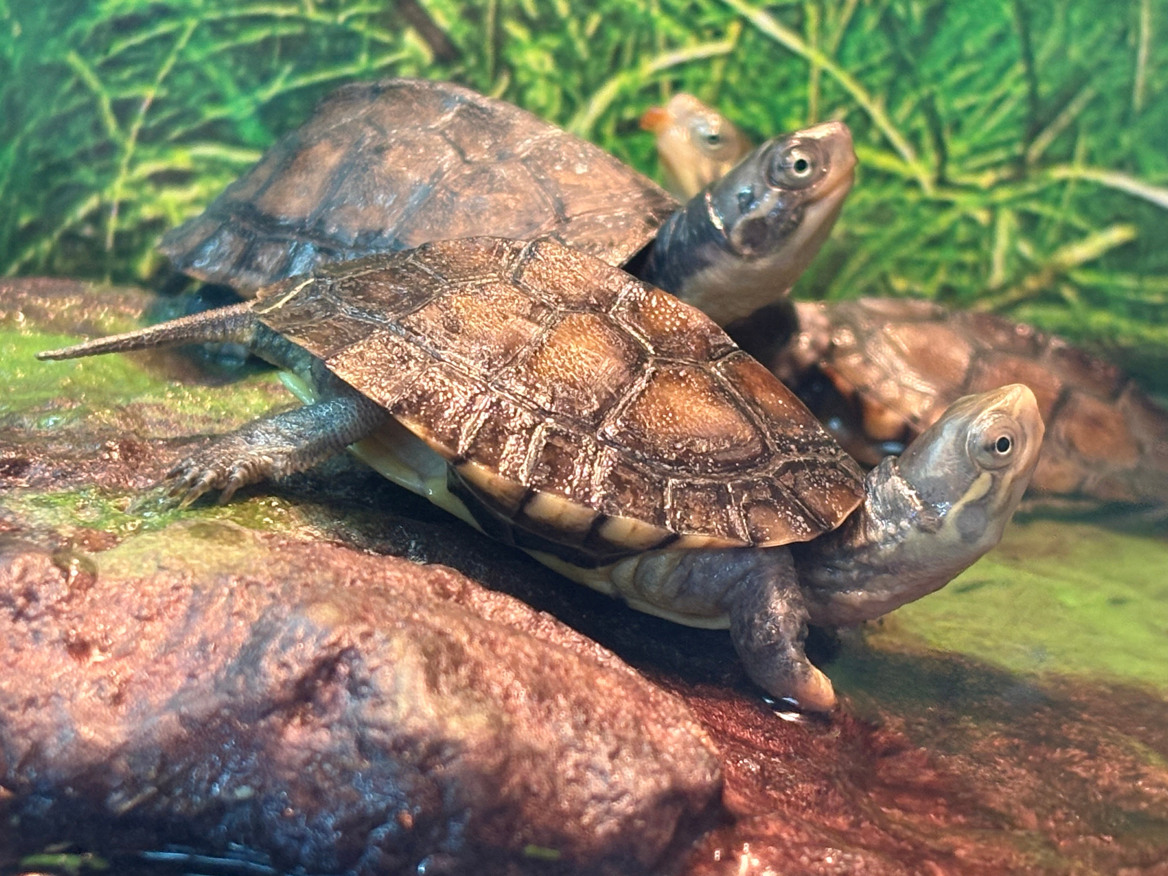 Yellow Pond Turtle (Mauremys mutica)