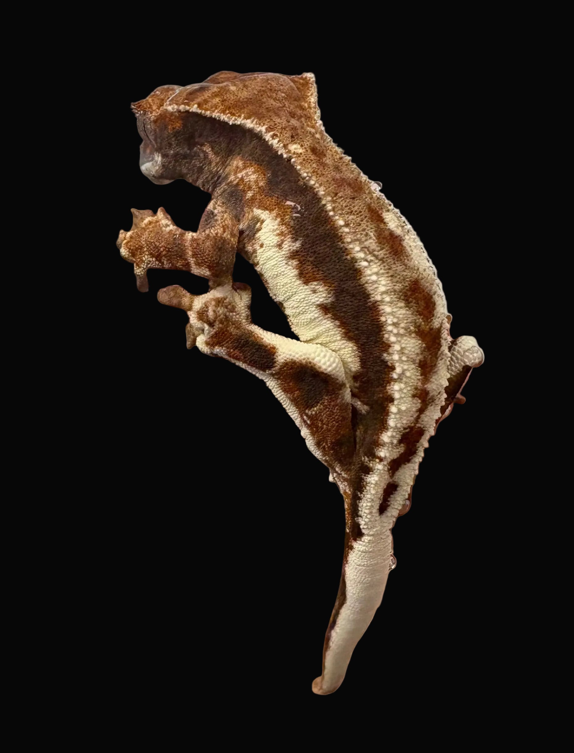 Crested Gecko (RCK Frappuccino)