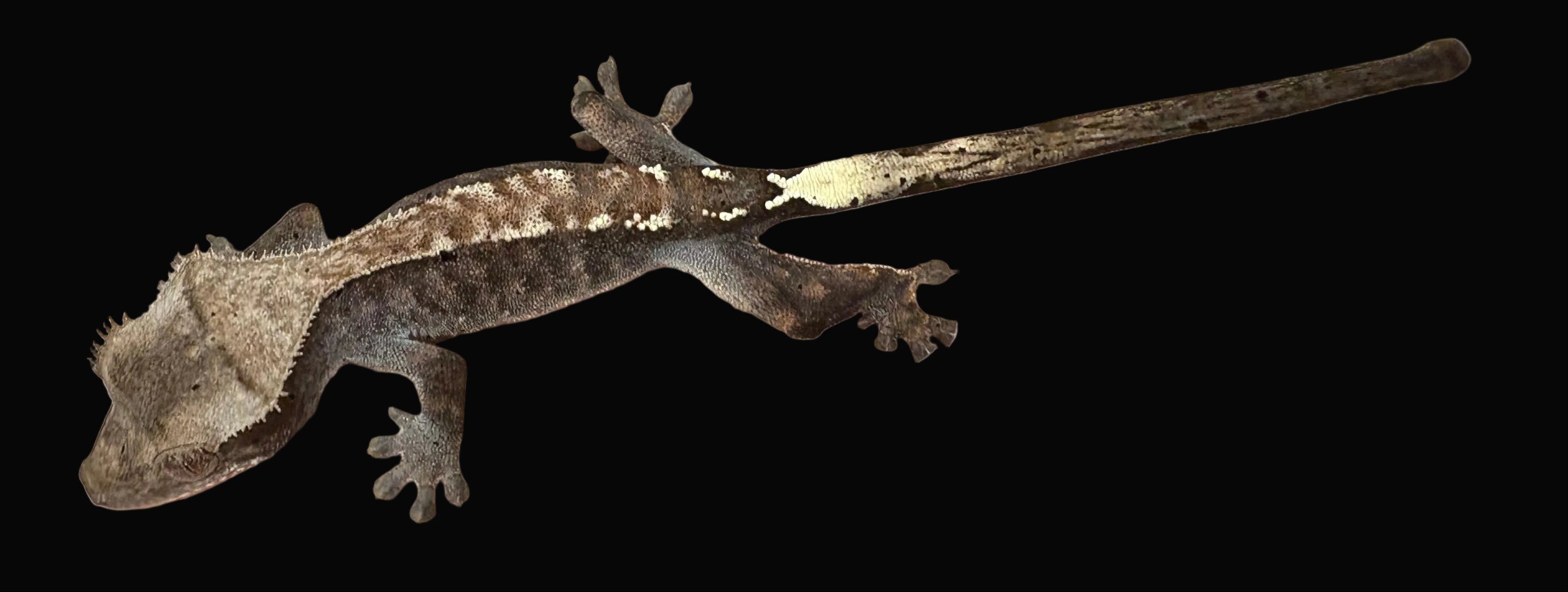 Geckos à crête (morphes assortis)