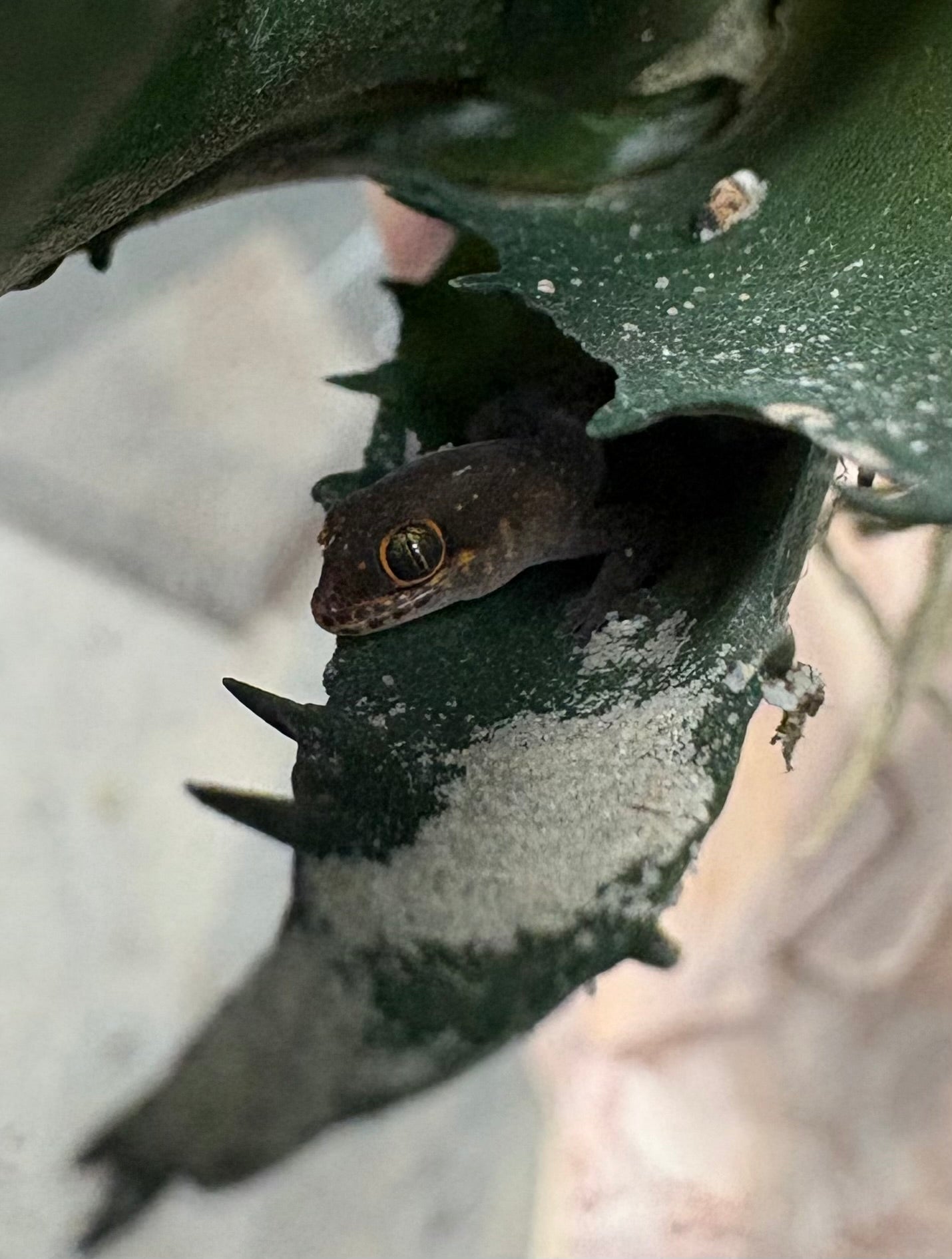 Pointed Thick-toed Gecko (Pachydactylus punctatus)