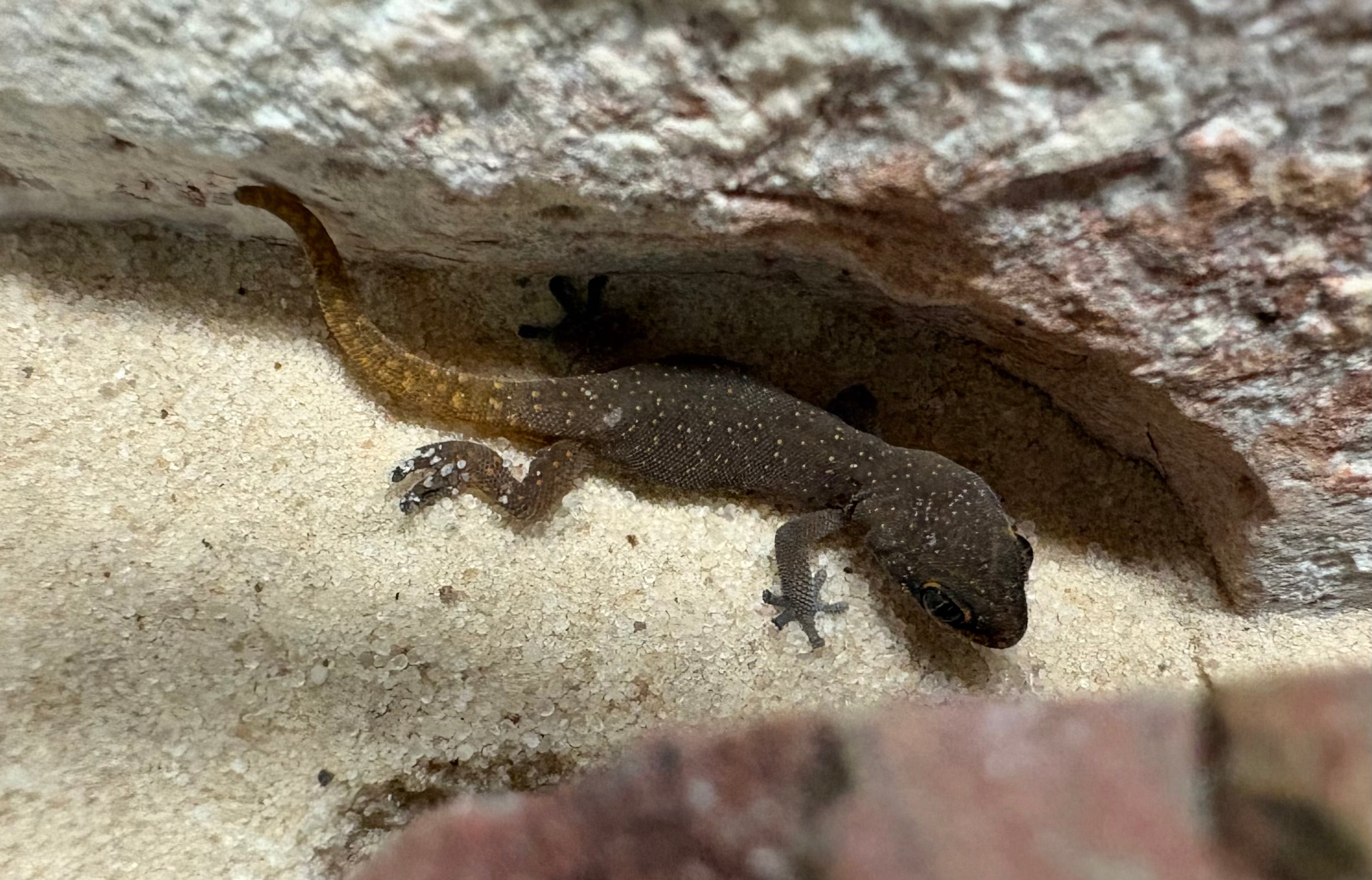 Pointed Thick-toed Gecko (Pachydactylus punctatus)