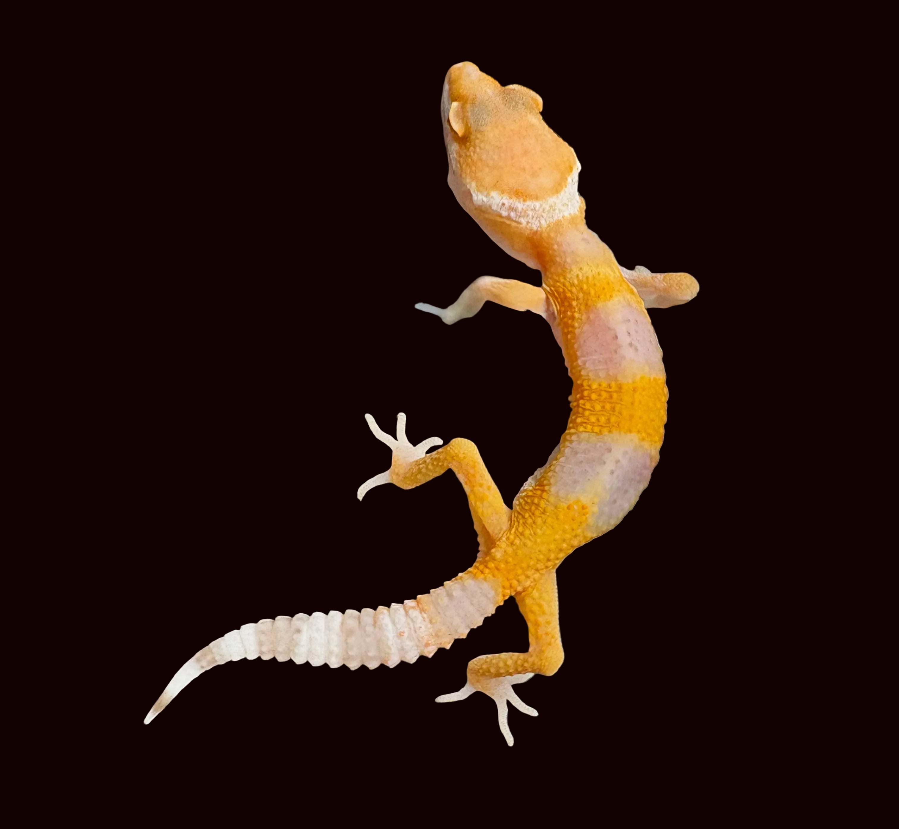 Leopard Gecko (White and Yellow het. Albino)