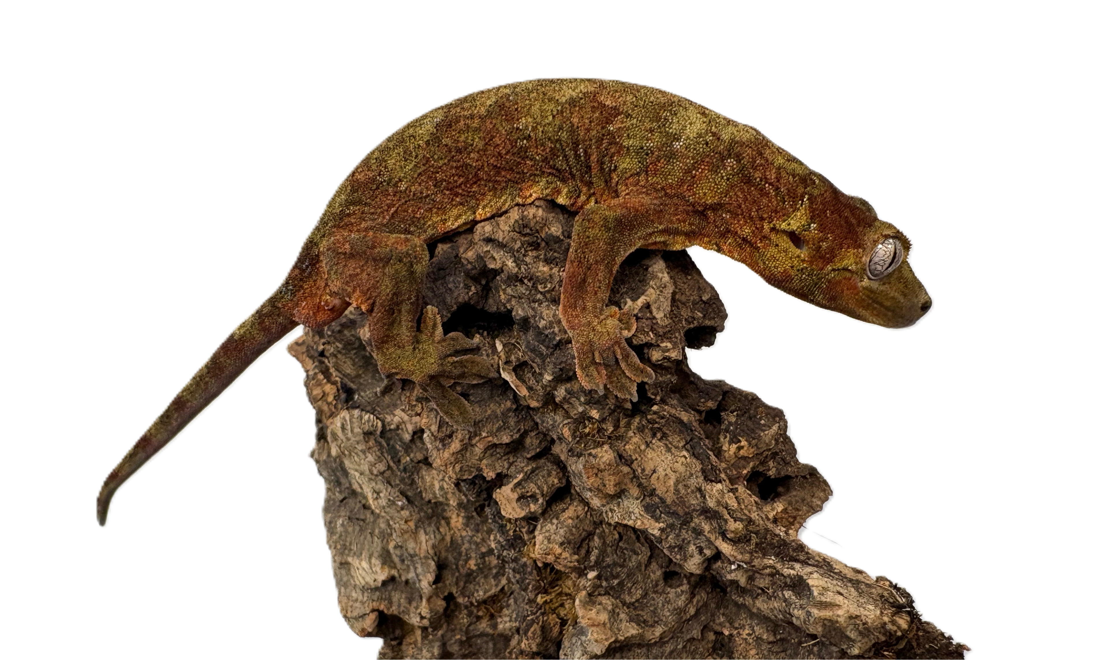 Chahoua Gecko (Mniarogekko chahoua) (Mainland)