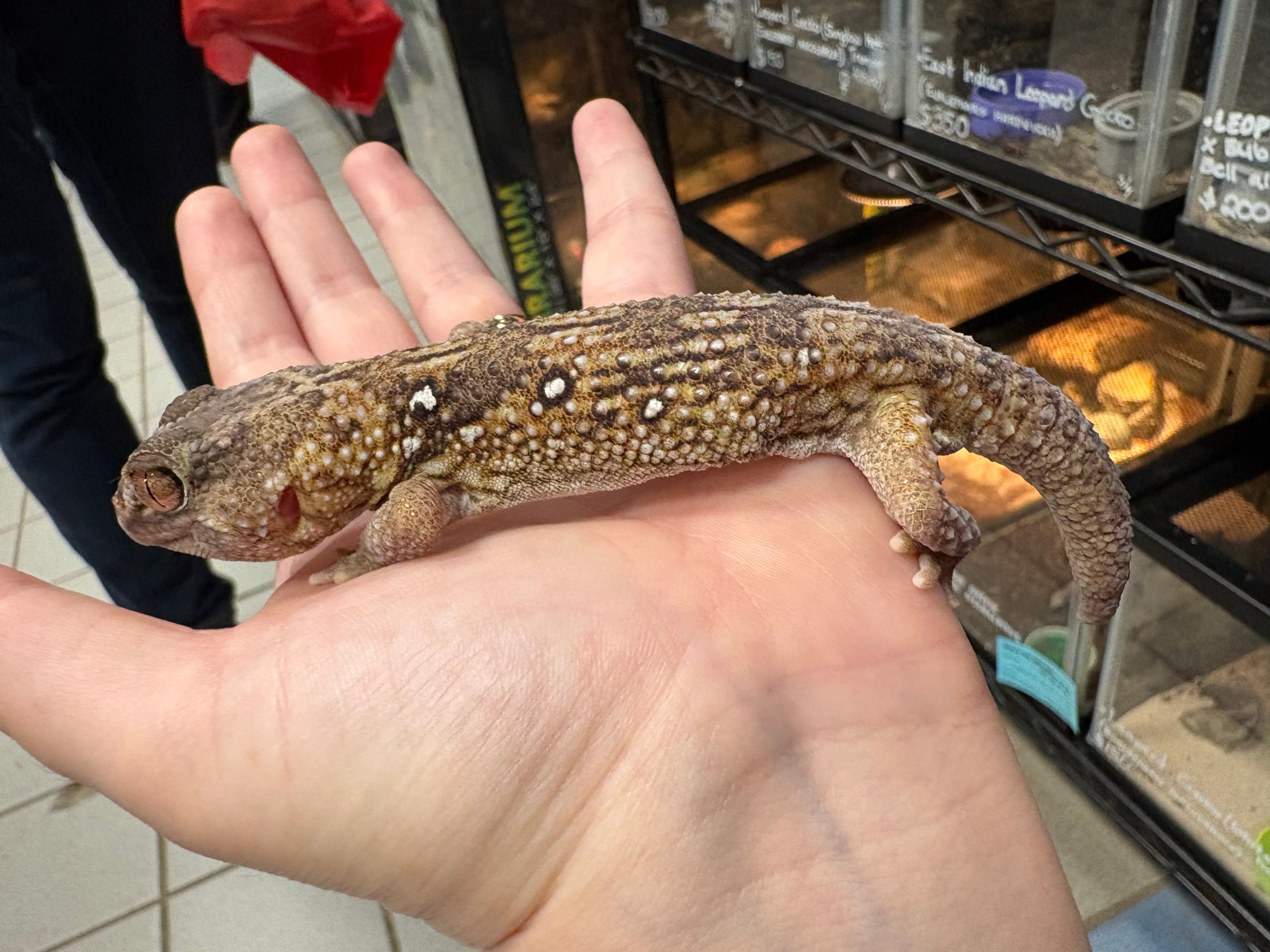 Gecko casqué