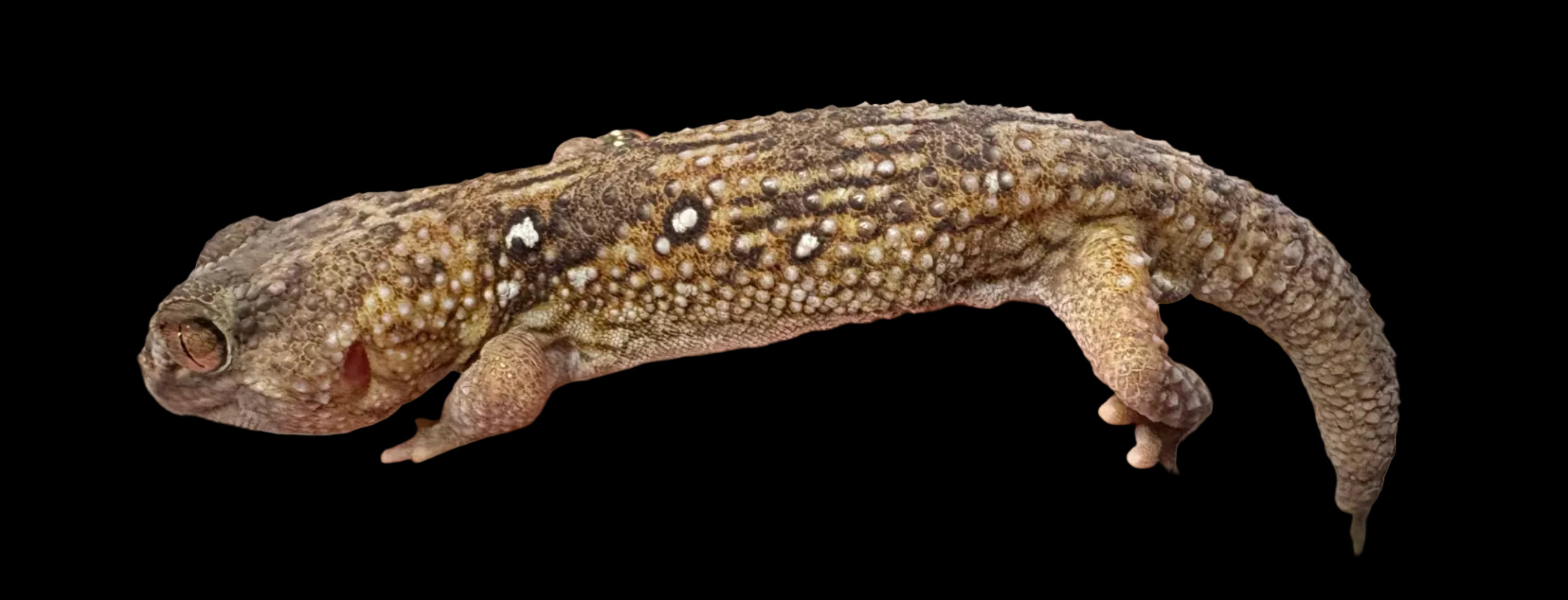 Namib Giant Ground Gecko (Chondrodactylus angulifer)