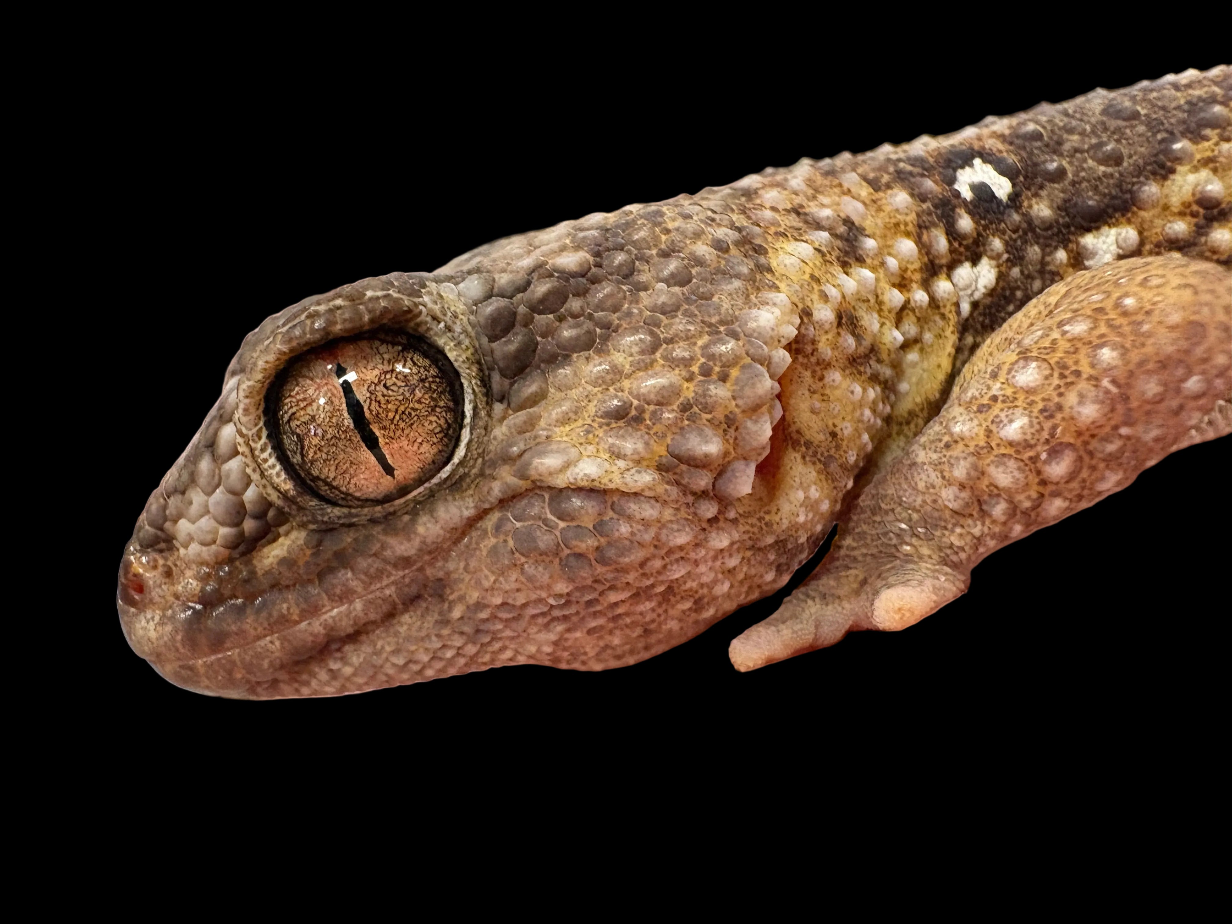Gecko casqué