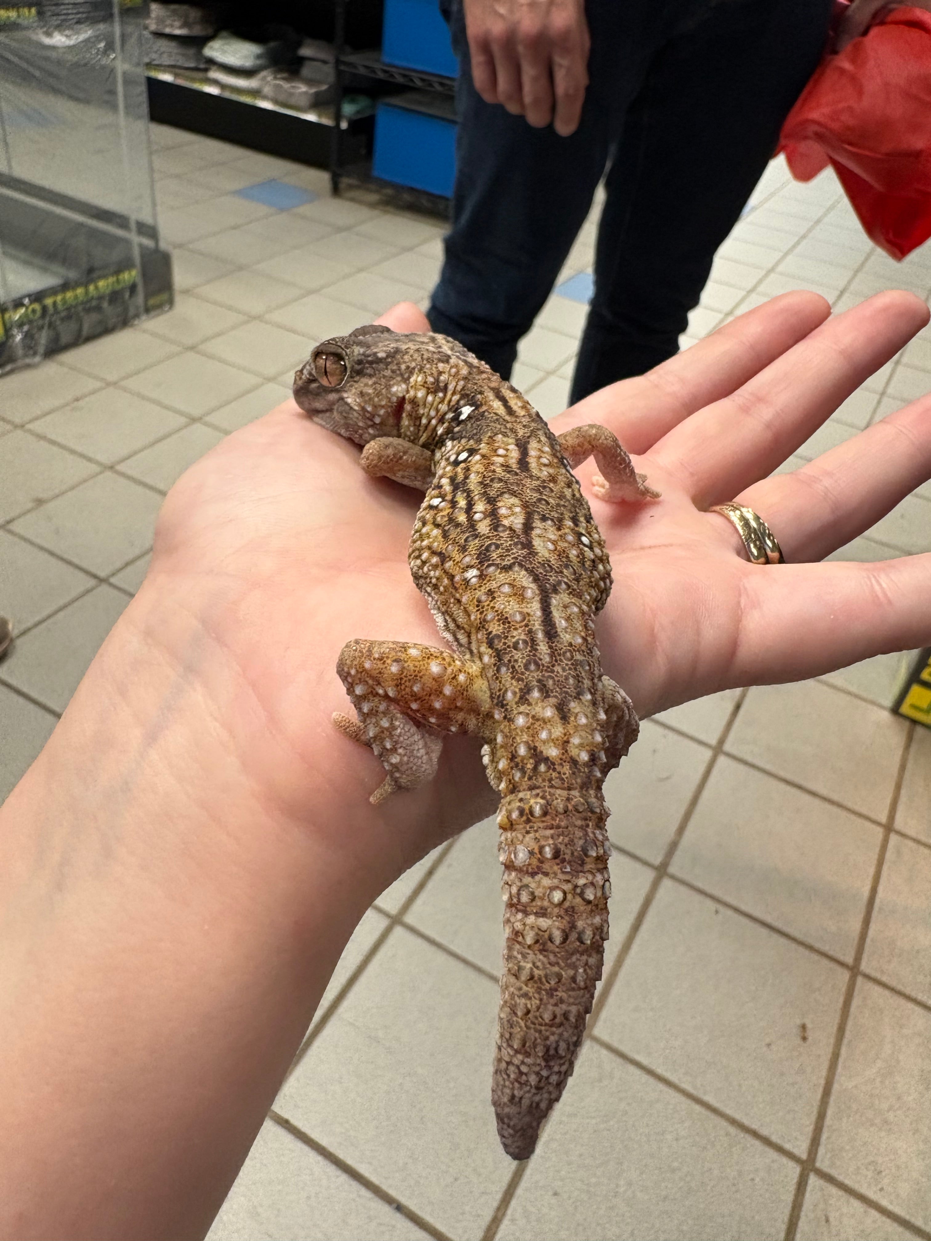 Gecko casqué