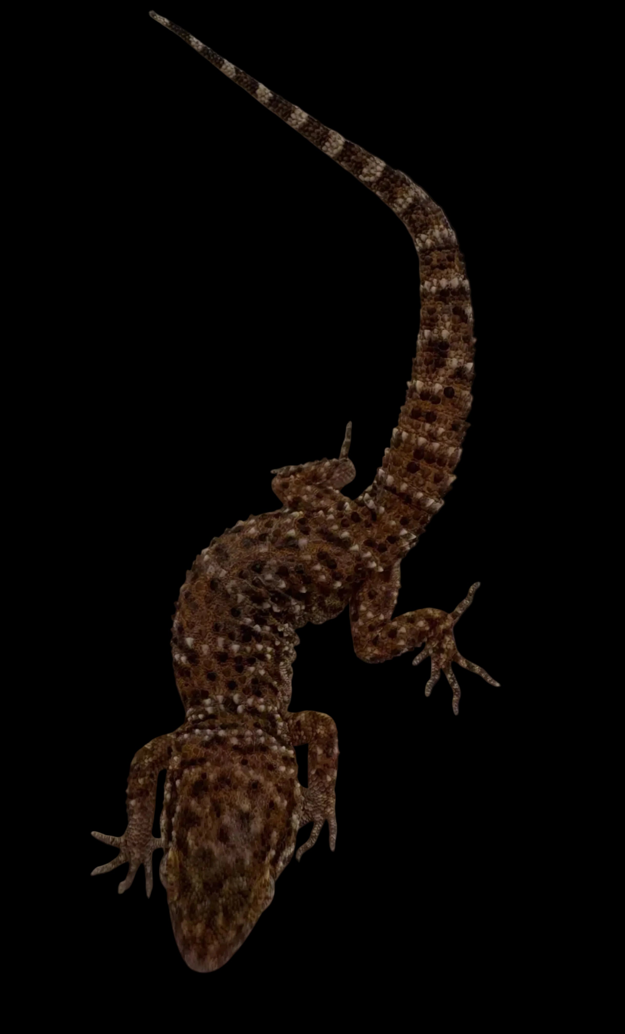 Bynoe's Gecko (Heteronotia binoei)