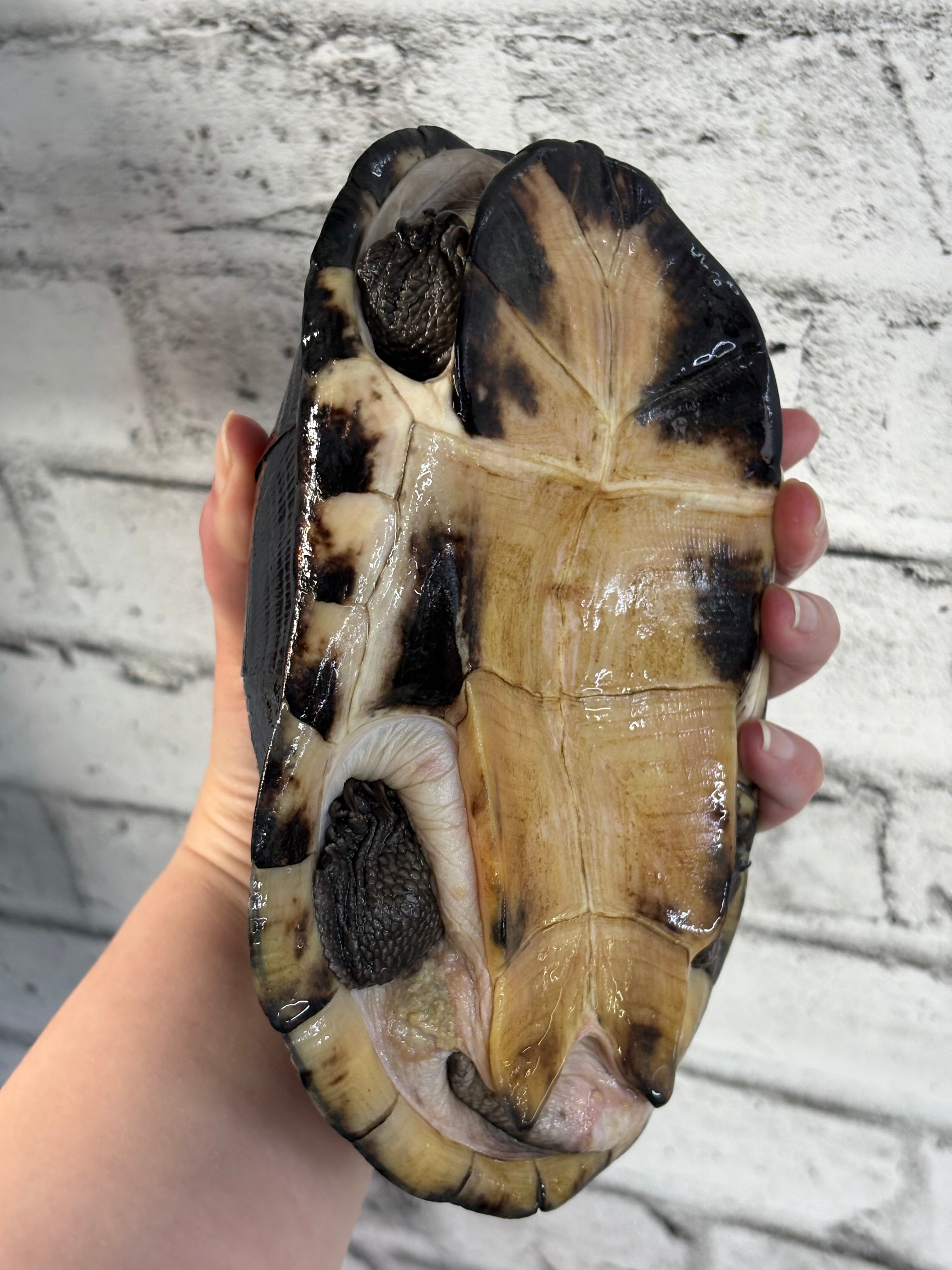 Tortue de boue d'Afrique de l'Ouest