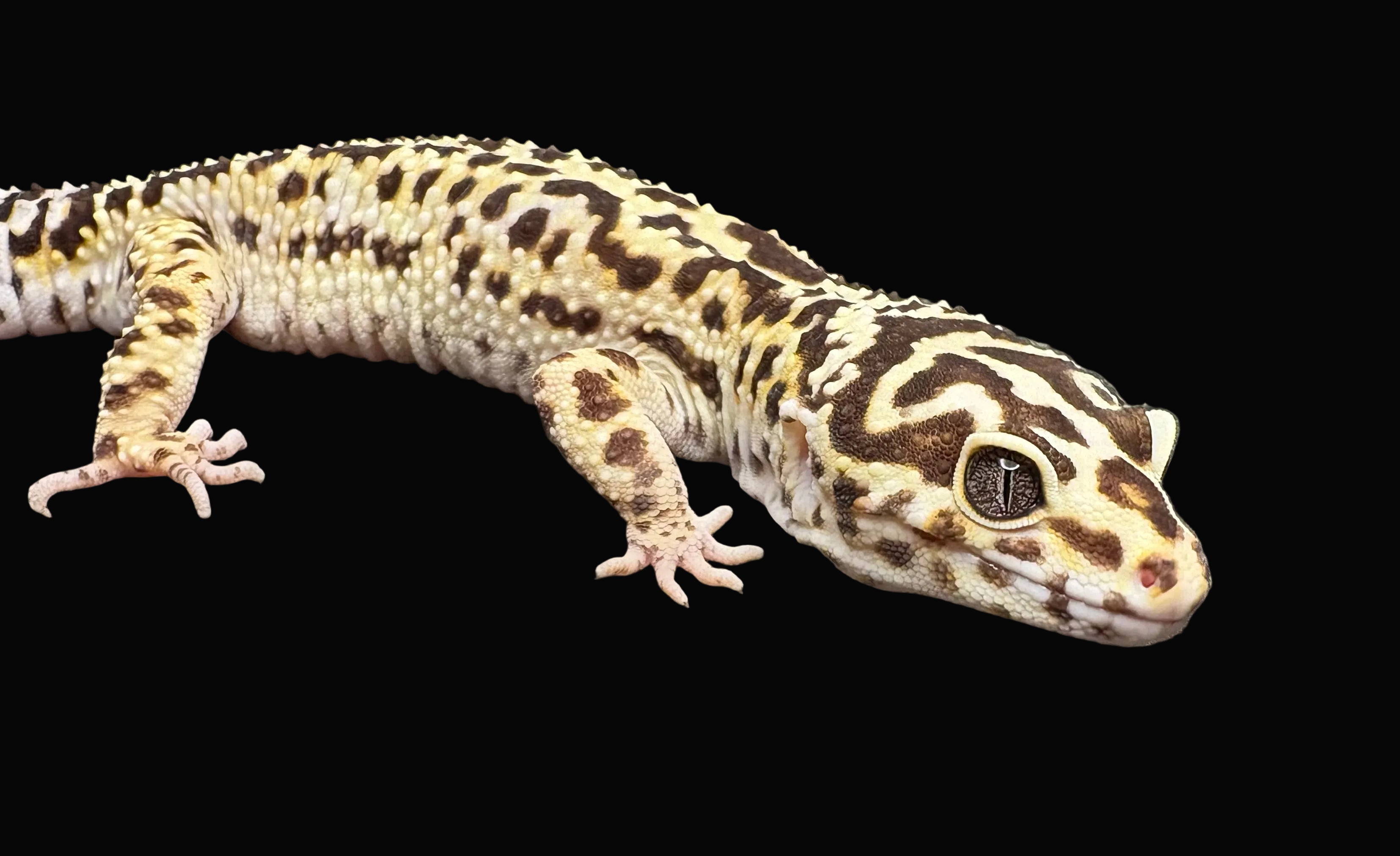 Leopard Gecko (Super Giant)