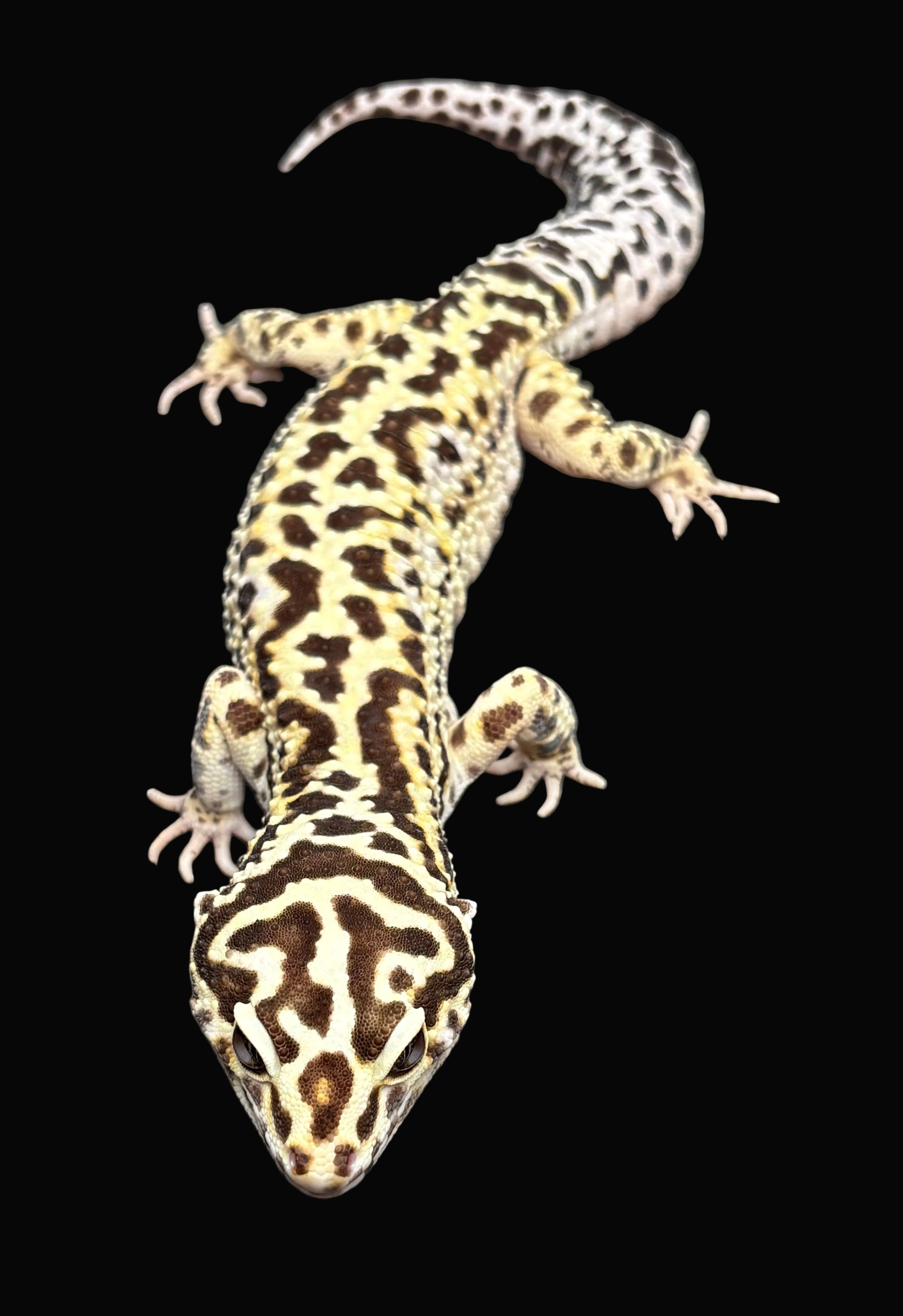 Leopard Gecko (Super Giant)