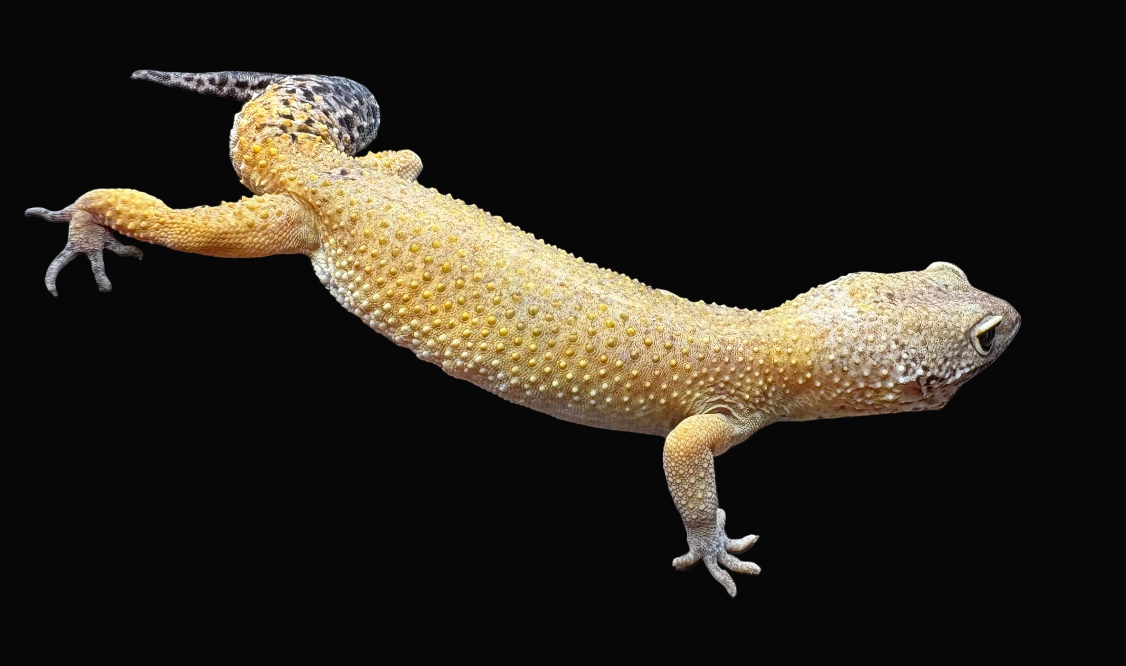 Leopard Gecko (Sunglow)