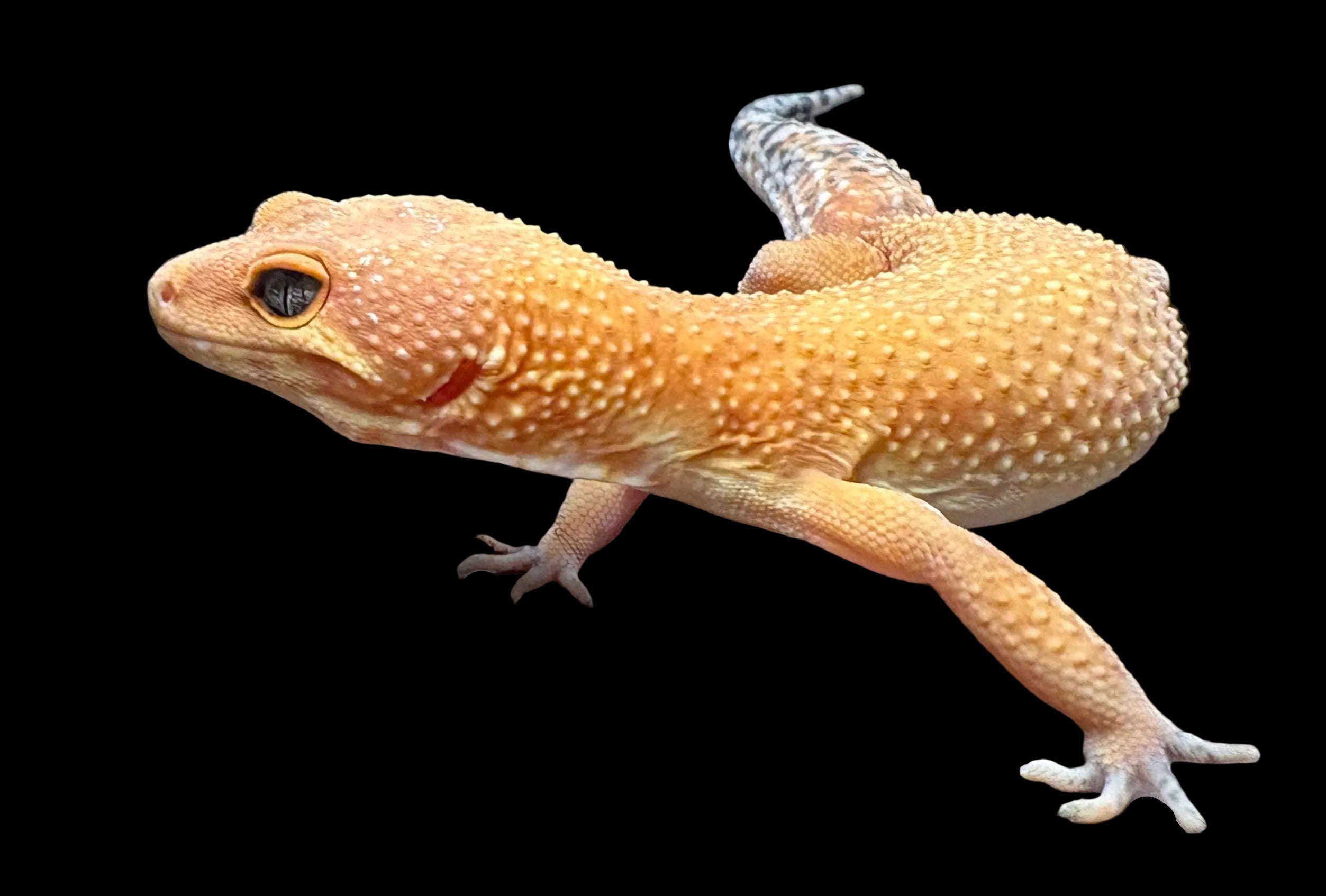 Leopard Gecko (Tangerine Tornado)