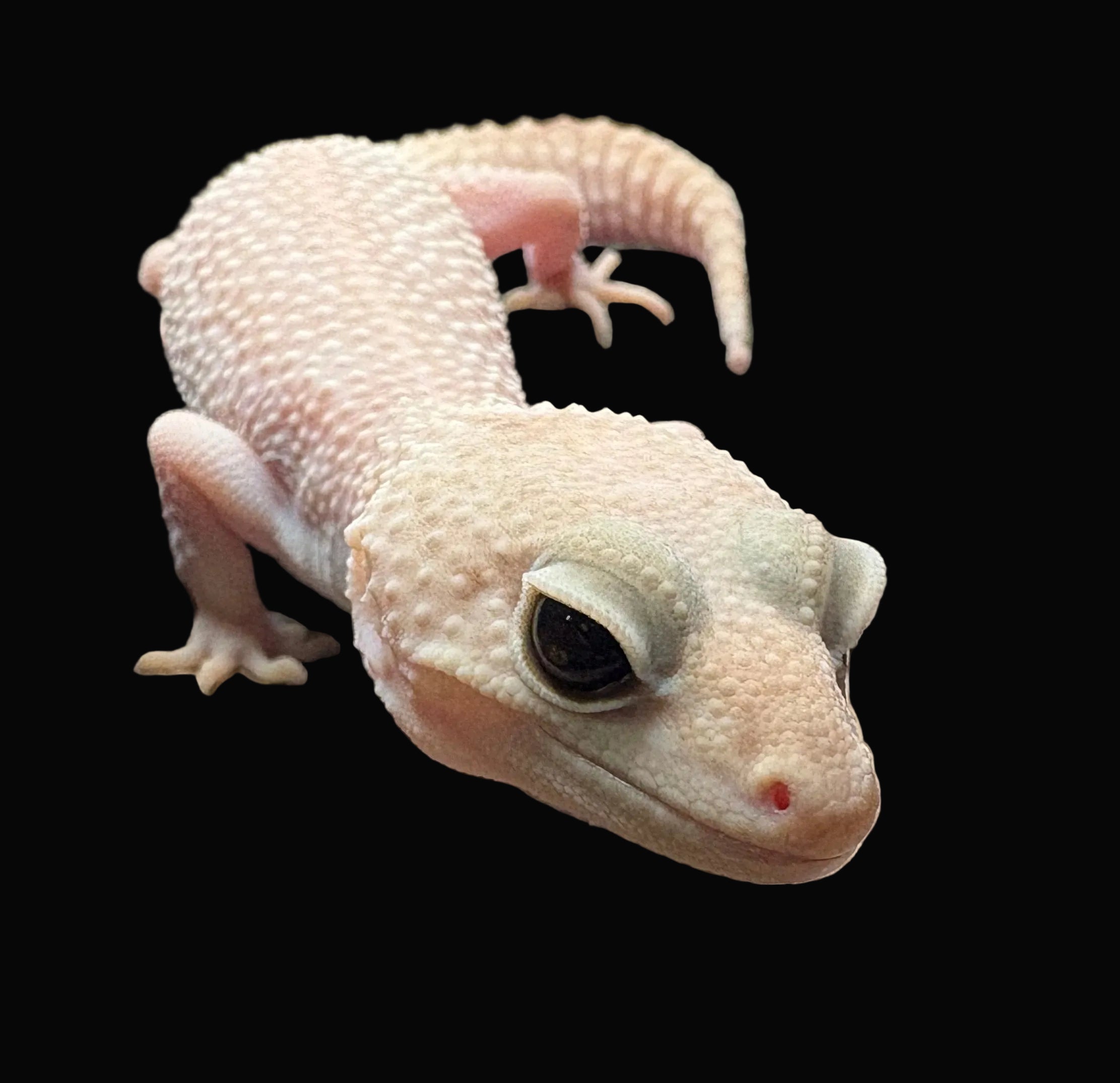 Gecko léopard (morphes assortis)