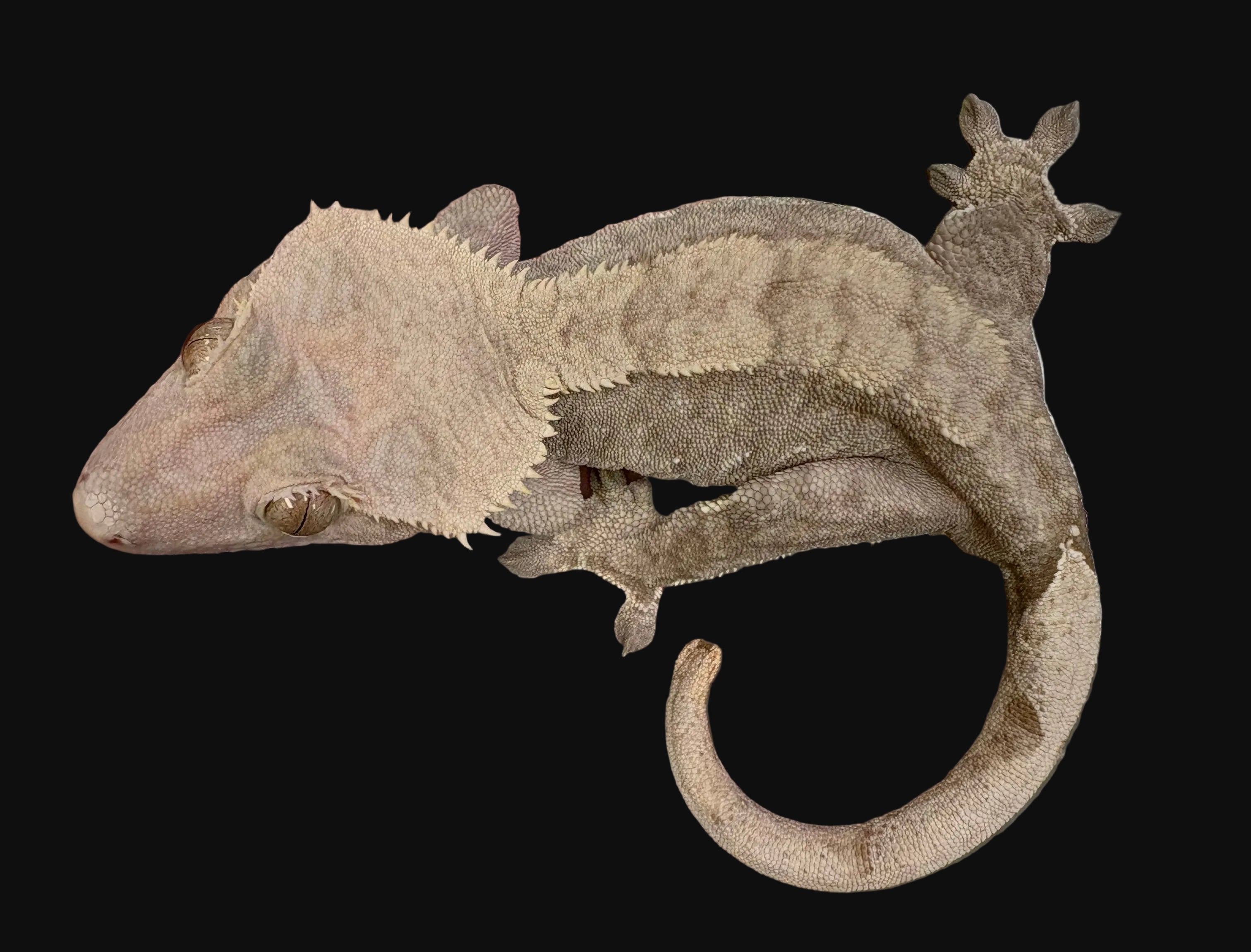 Crested Gecko (Phantom Brindle)