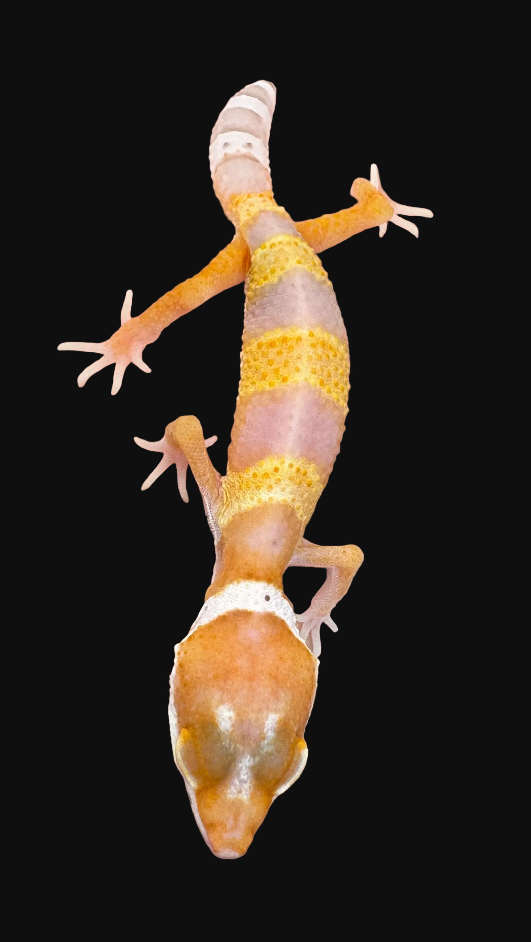 Gecko léopard (morphes assortis)