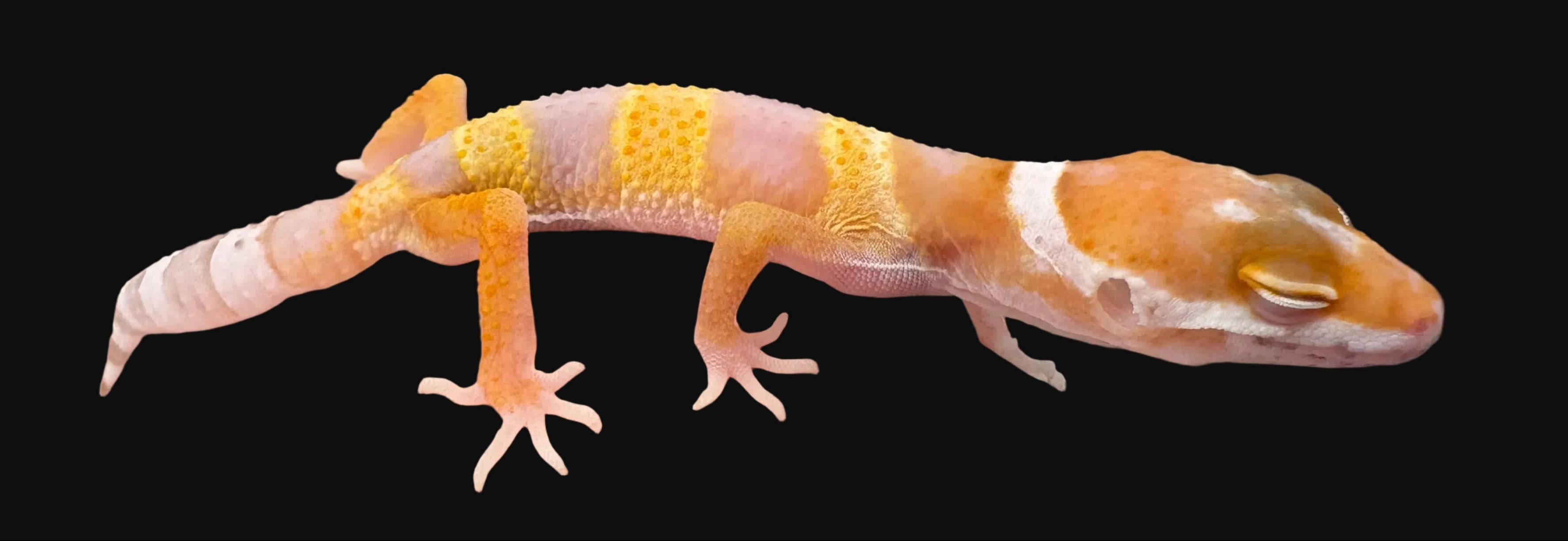 Gecko léopard (morphes assortis)