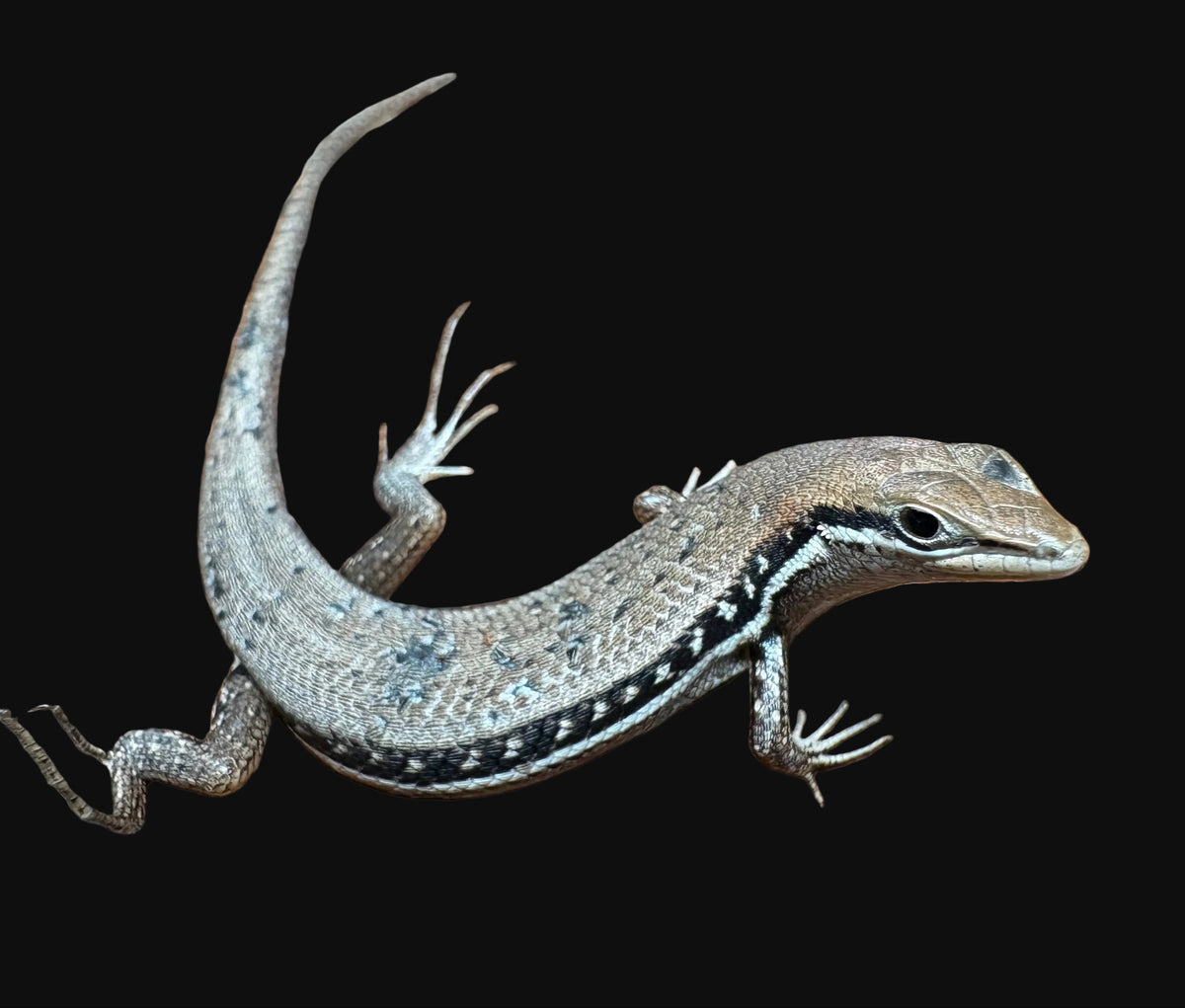 Elegant Mabuya Skink (Trachylepis elegans)