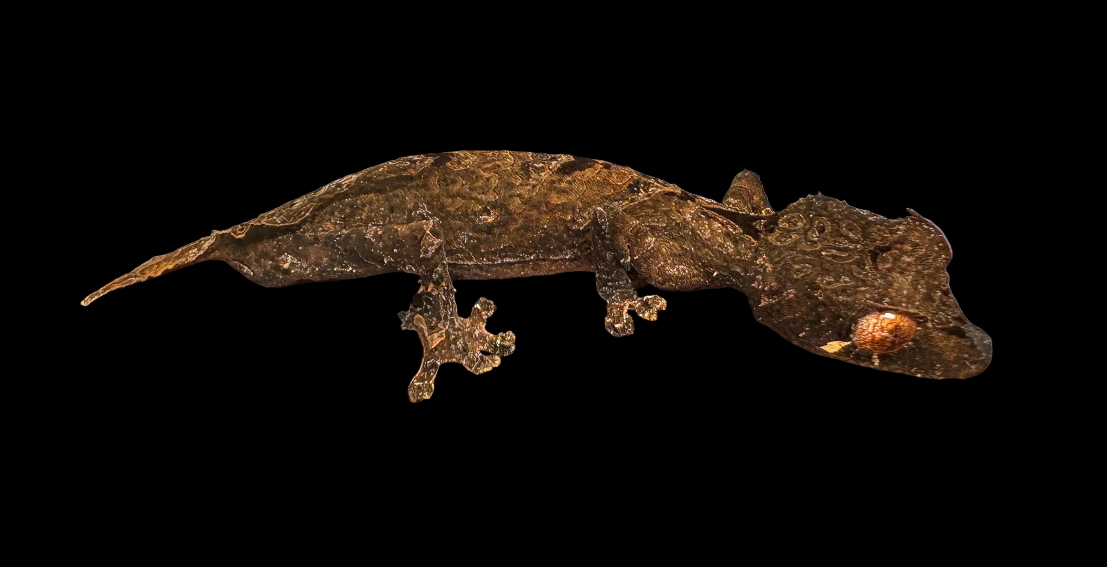Ebenaui male