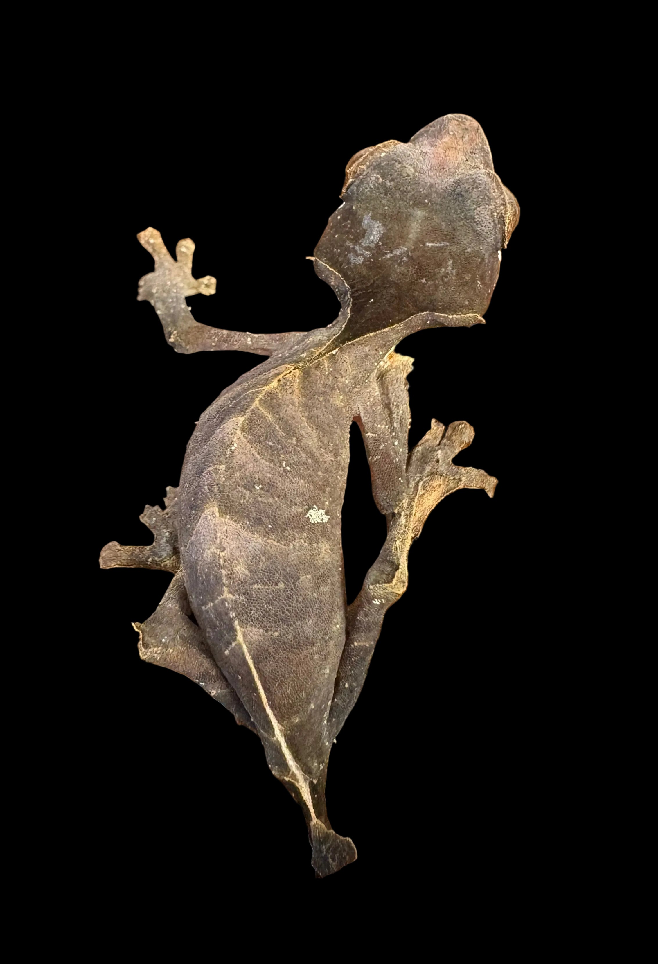 Ebenaui female