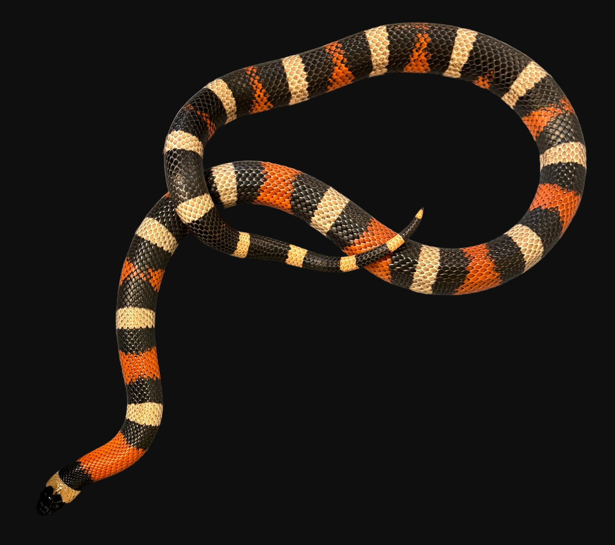 Couleuvre tachetée de Puebla (normale)
