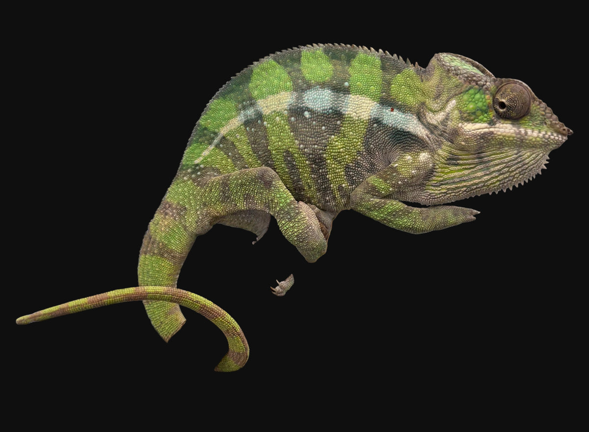 Caméléon panthère (femelles juvéniles)